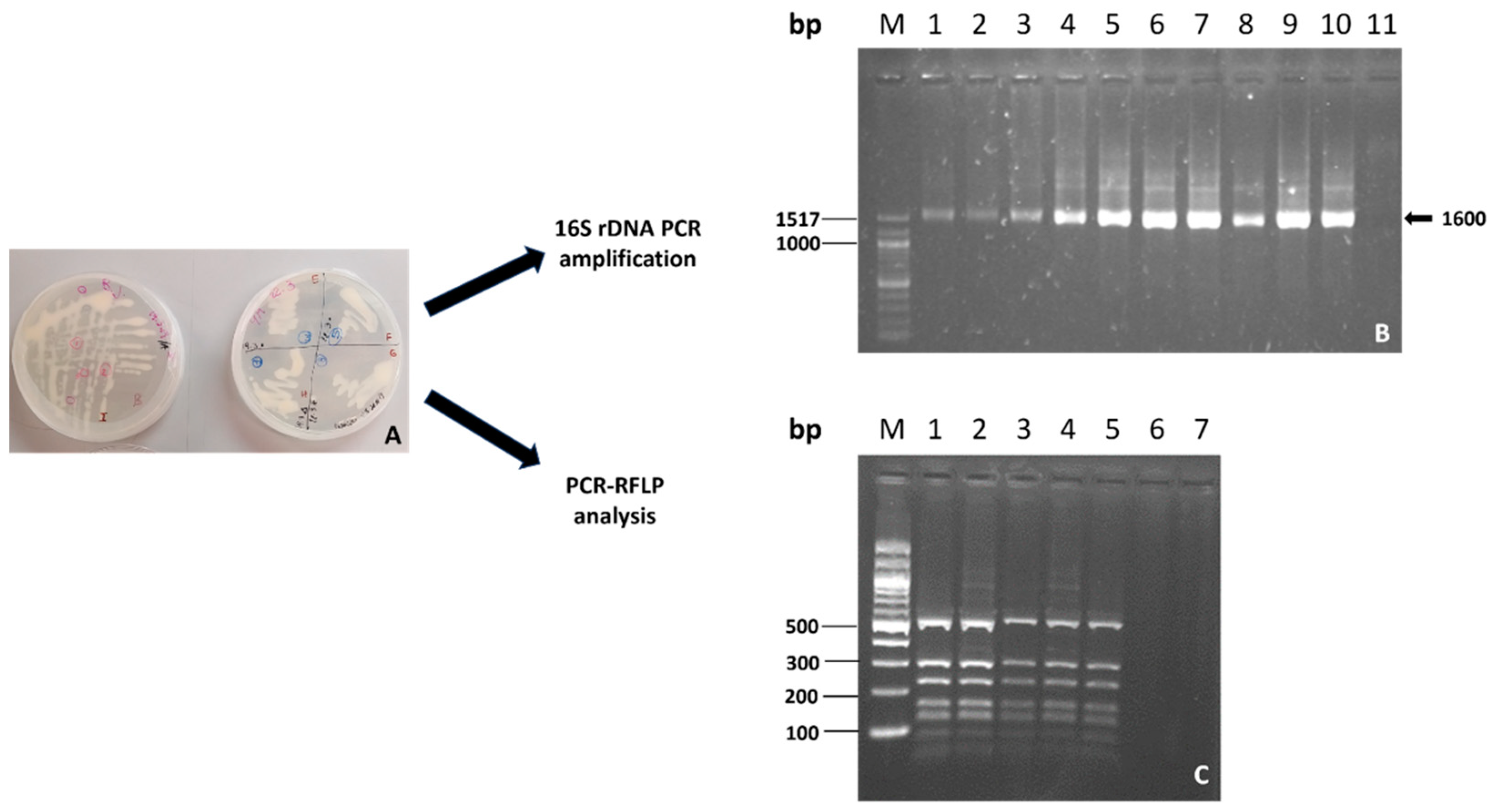 Plants 13 00224 g001 Plants 13 00224 g001