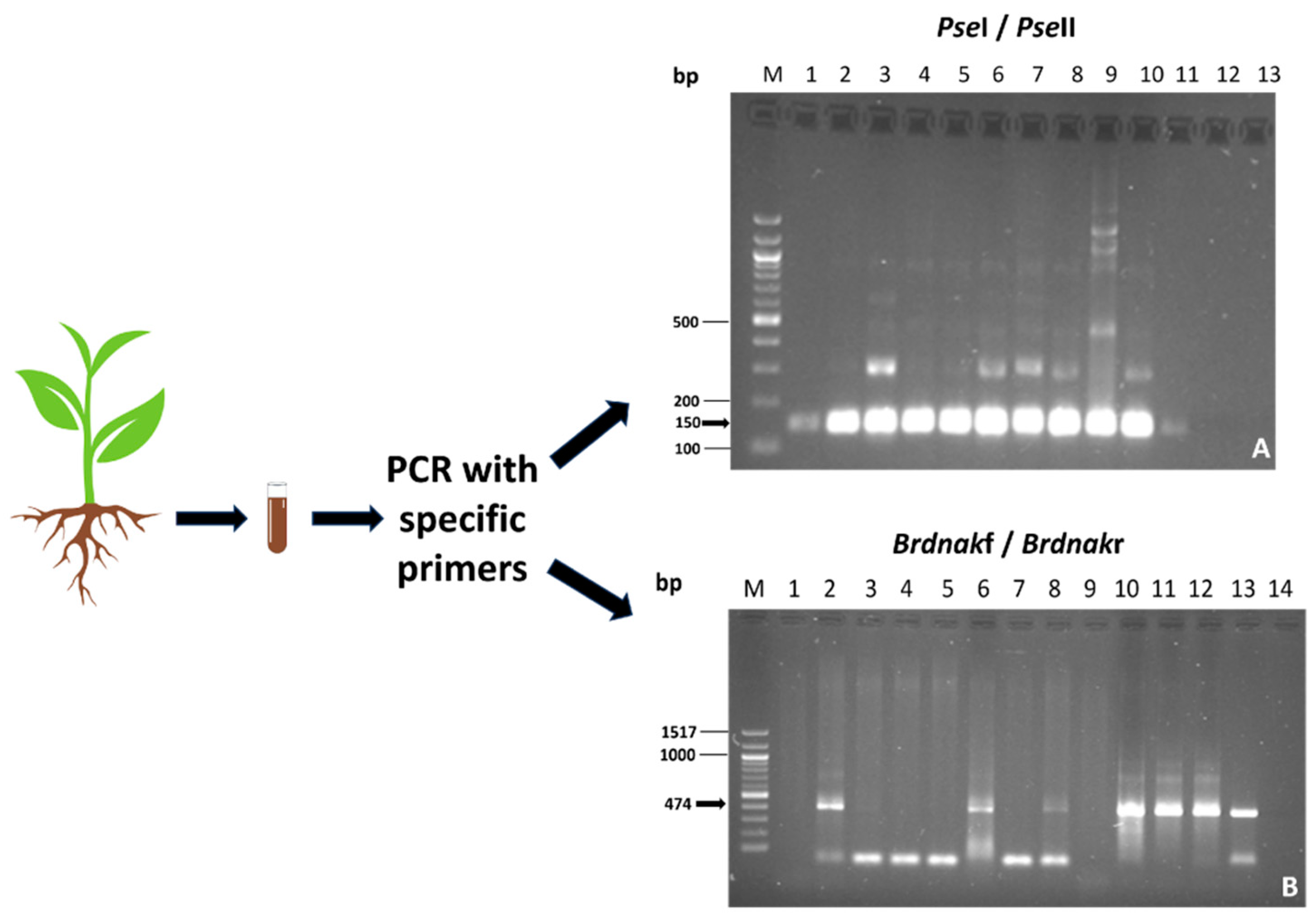 Plants 13 00224 g002 Plants 13 00224 g002