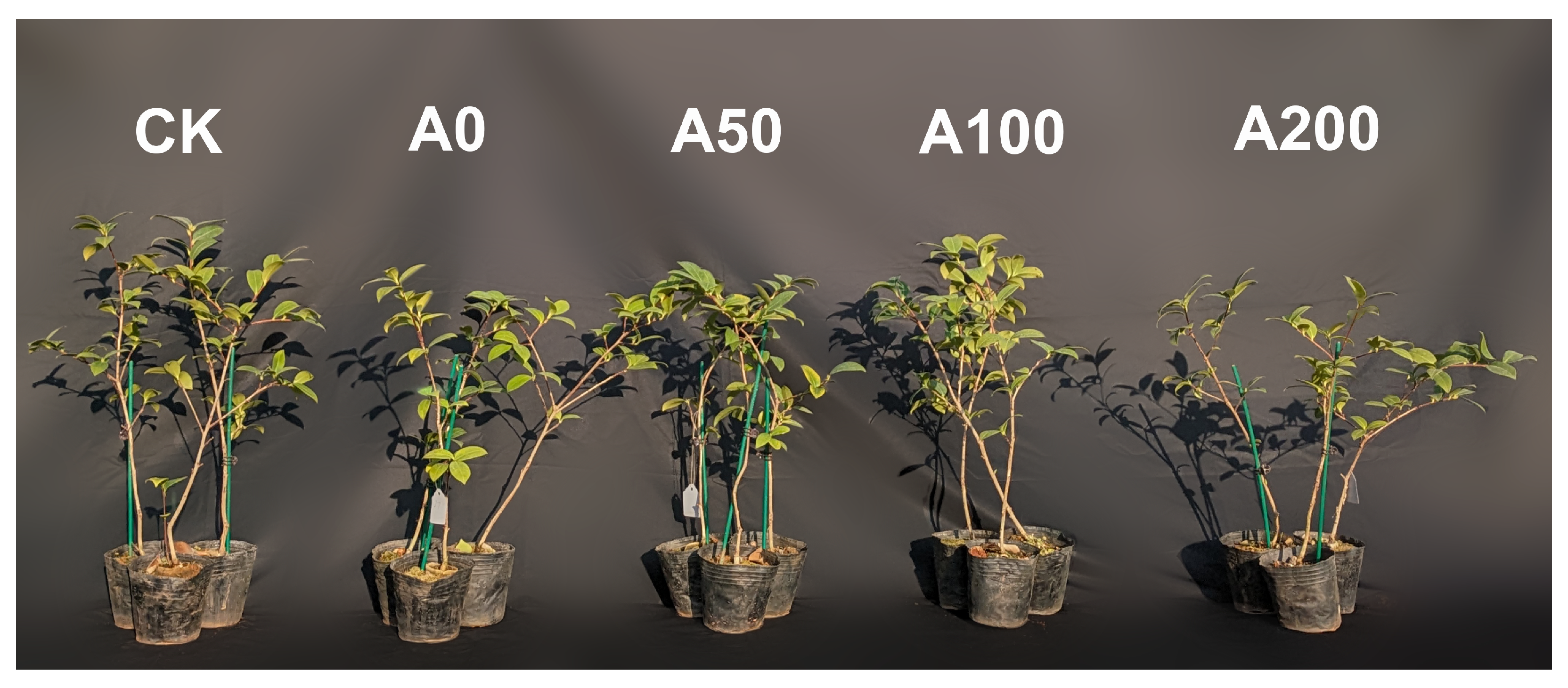 Plants 13 00225 g001