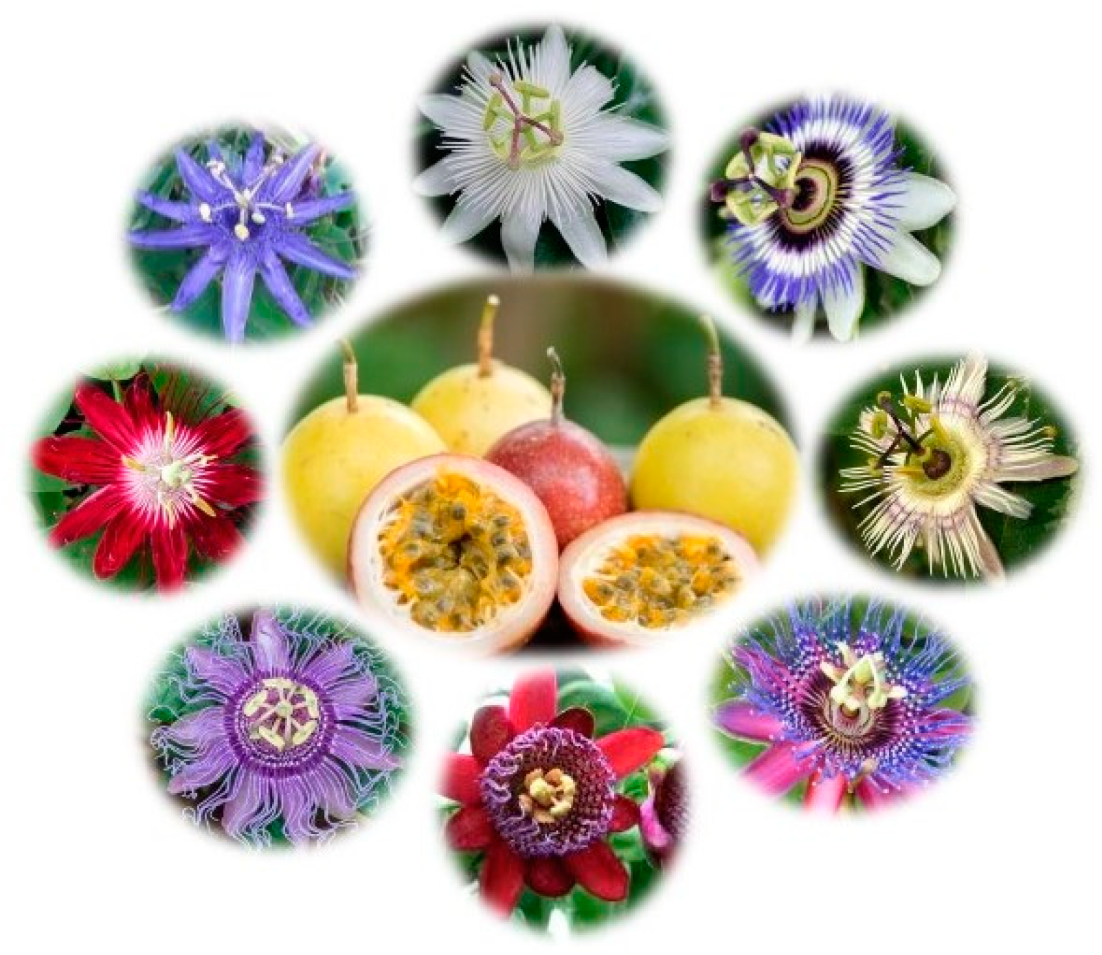 Plants 13 00228 g001