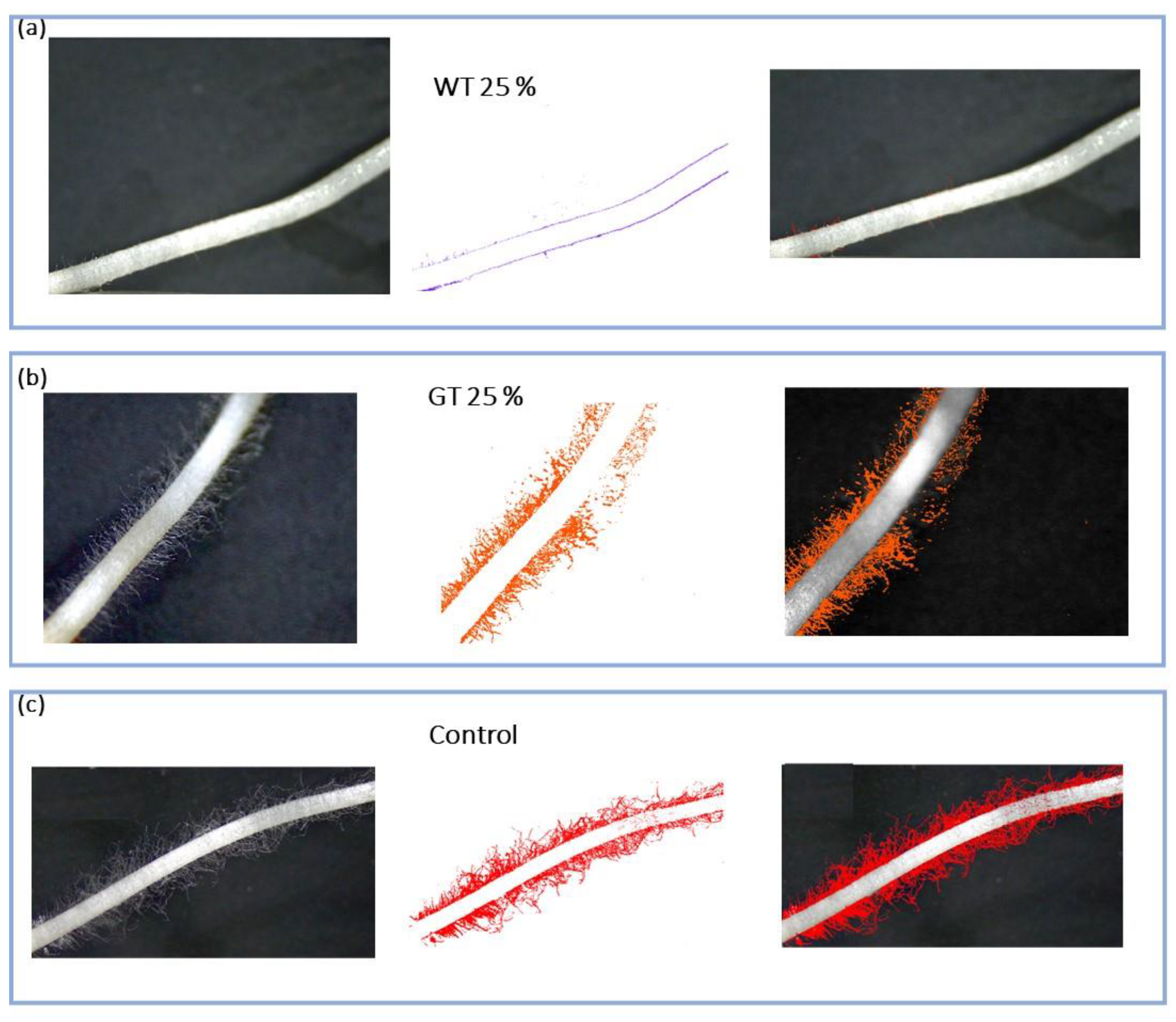 Plants 13 00230 g010