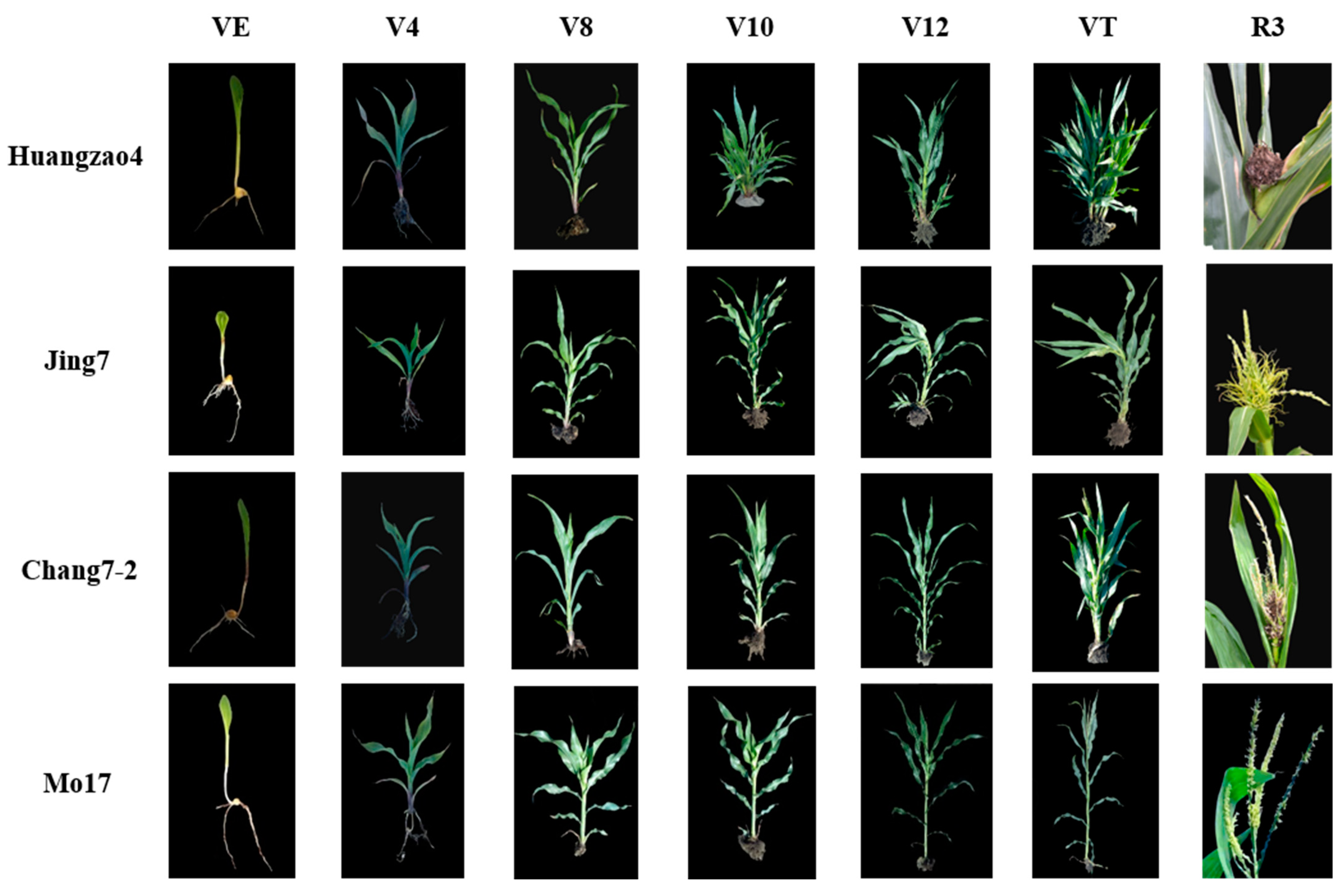 Plants 13 00238 g001