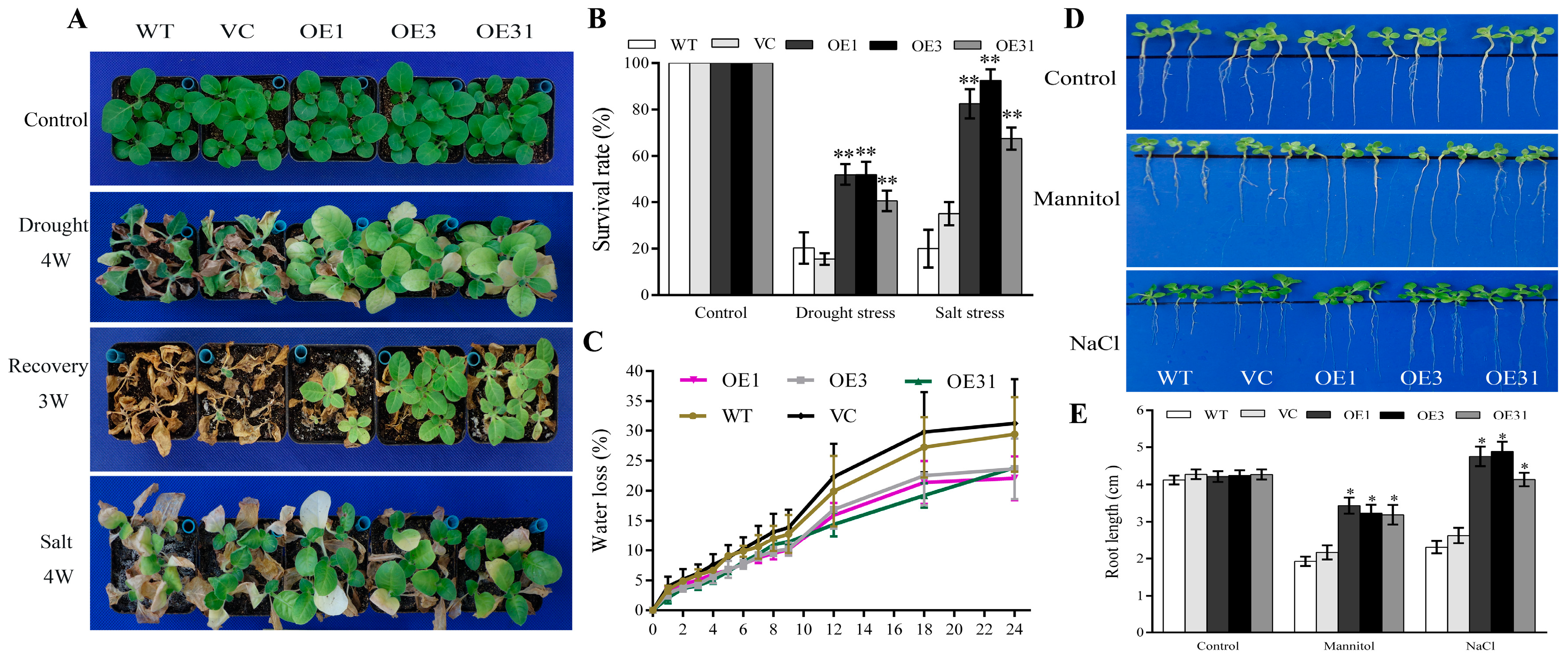 Plants 13 00245 g001