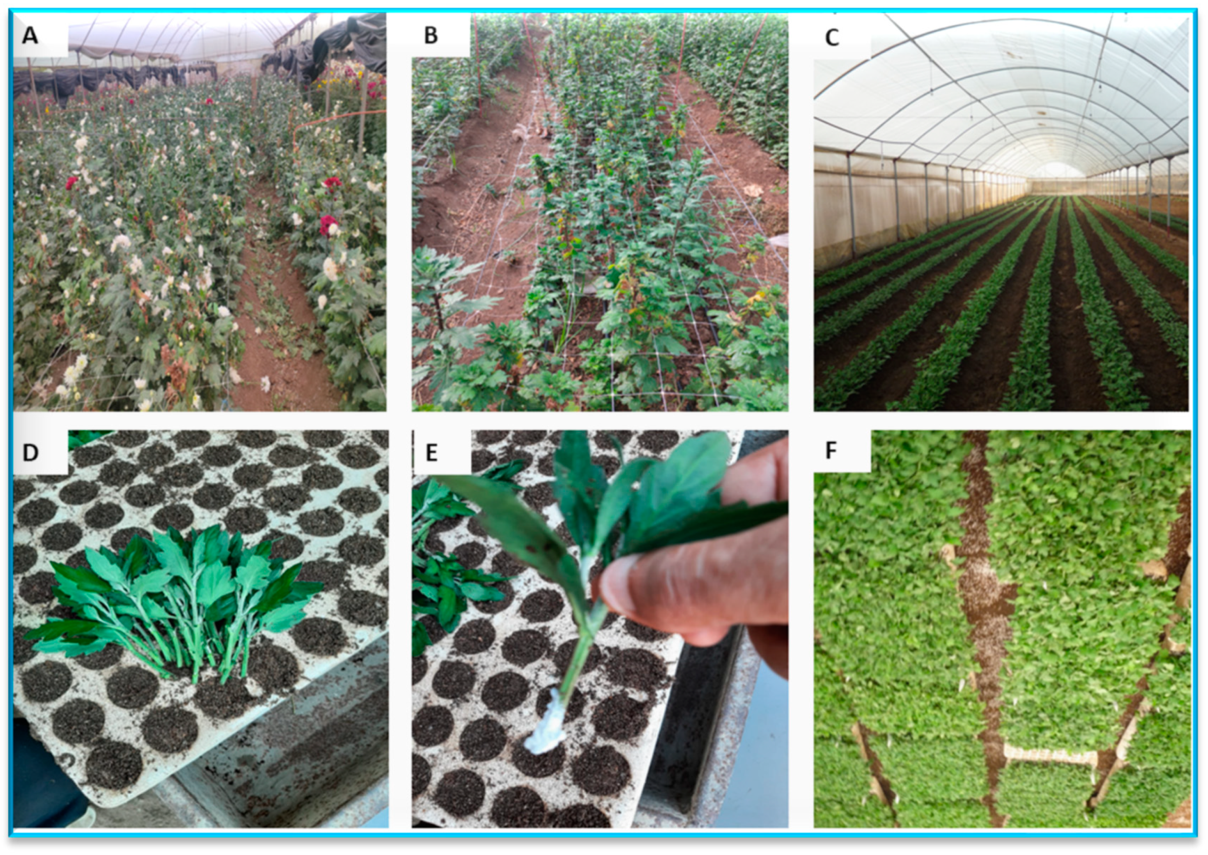 Plants 13 00252 g001 Plants 13 00252 g001