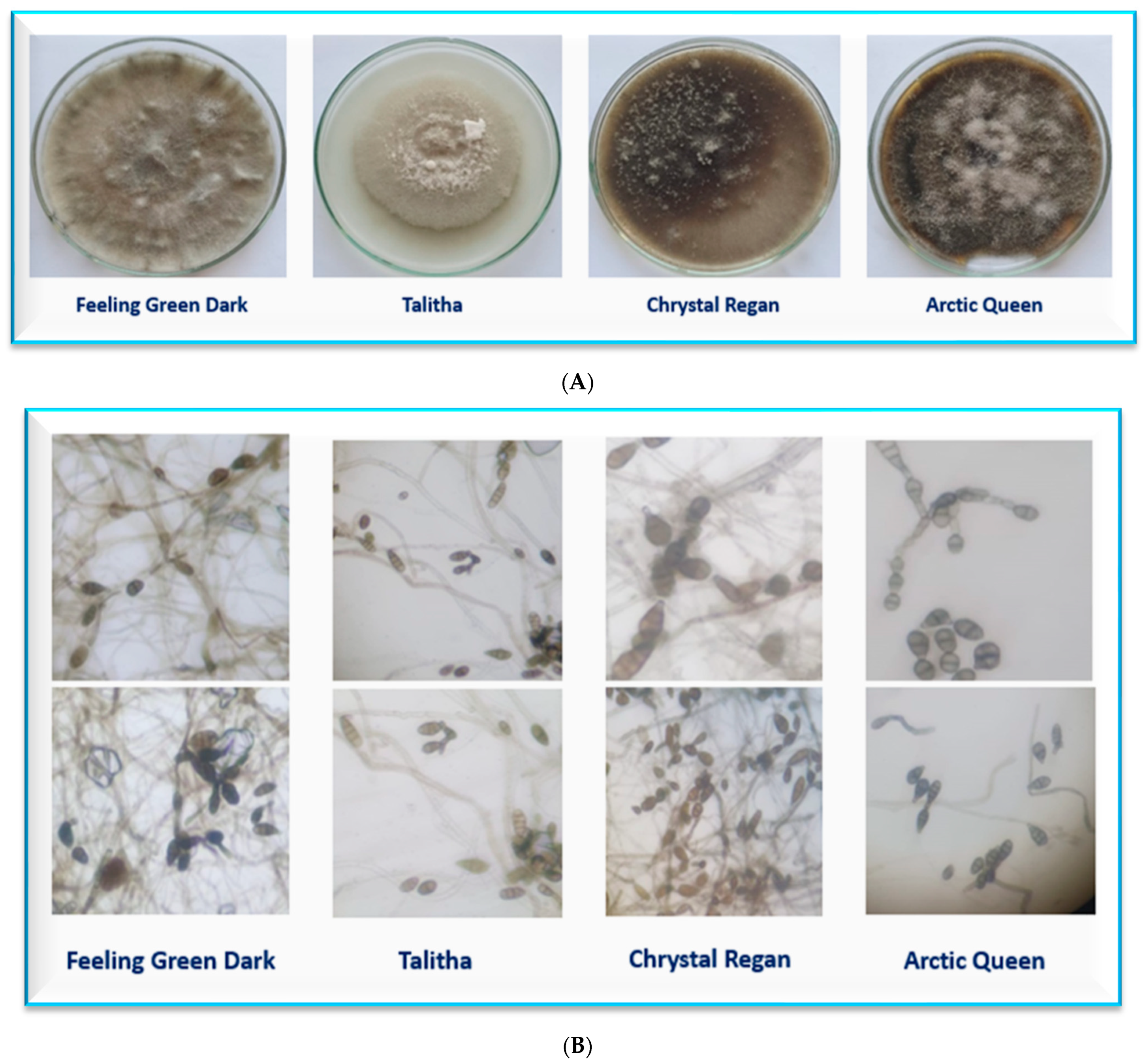 Plants 13 00252 g003 Plants 13 00252 g003