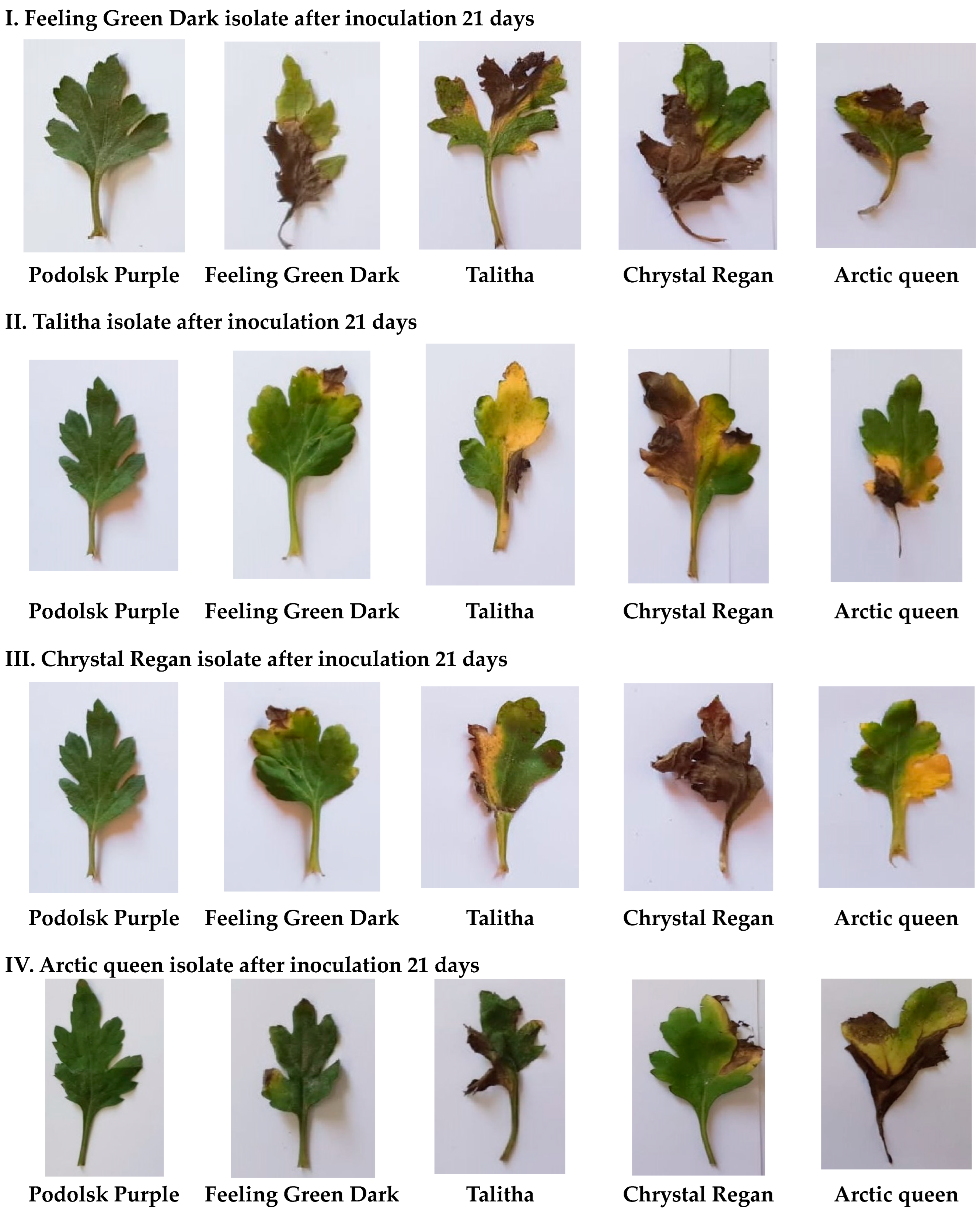 Plants 13 00252 g004 Plants 13 00252 g004