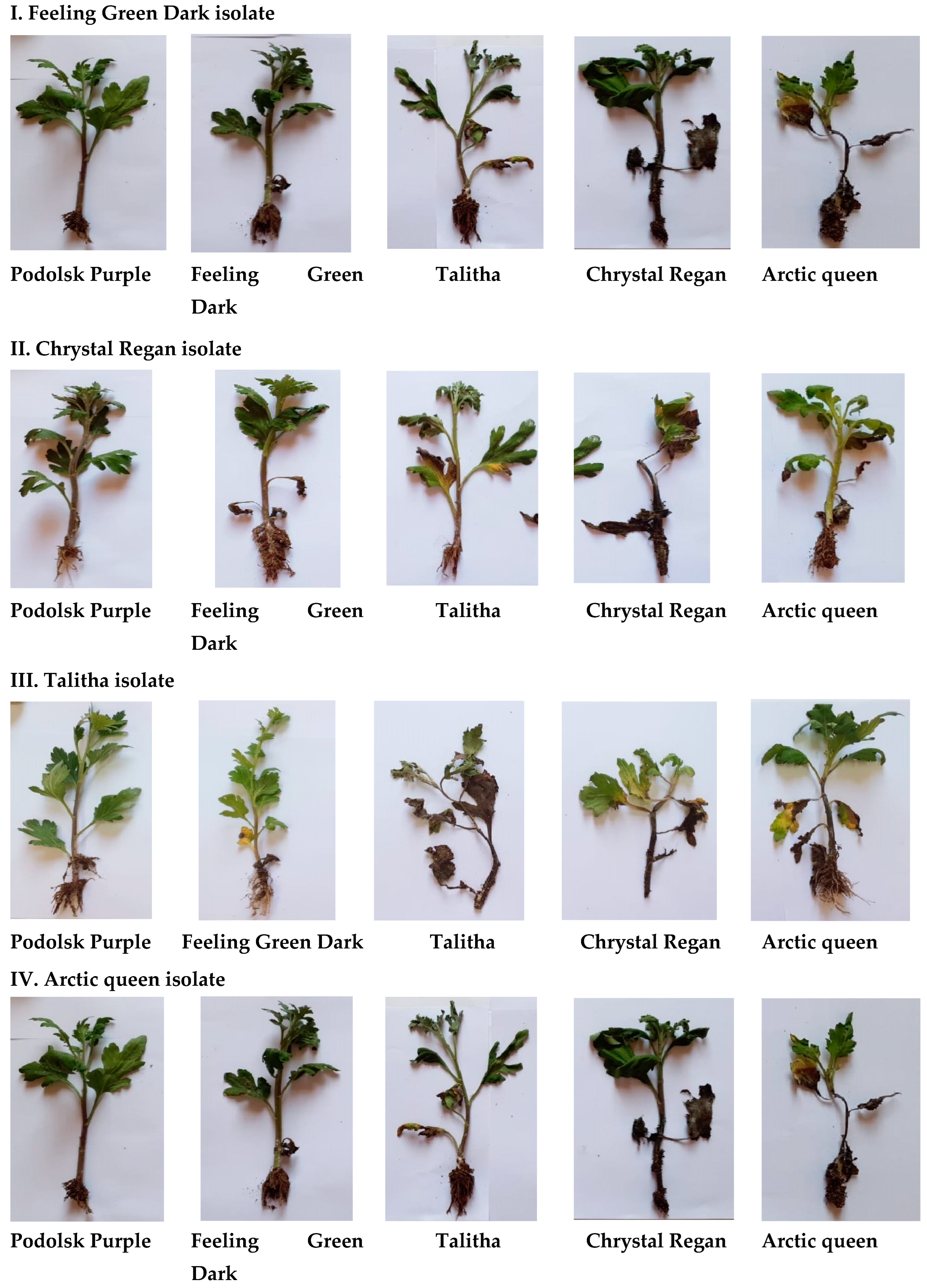 Plants 13 00252 g005 Plants 13 00252 g005