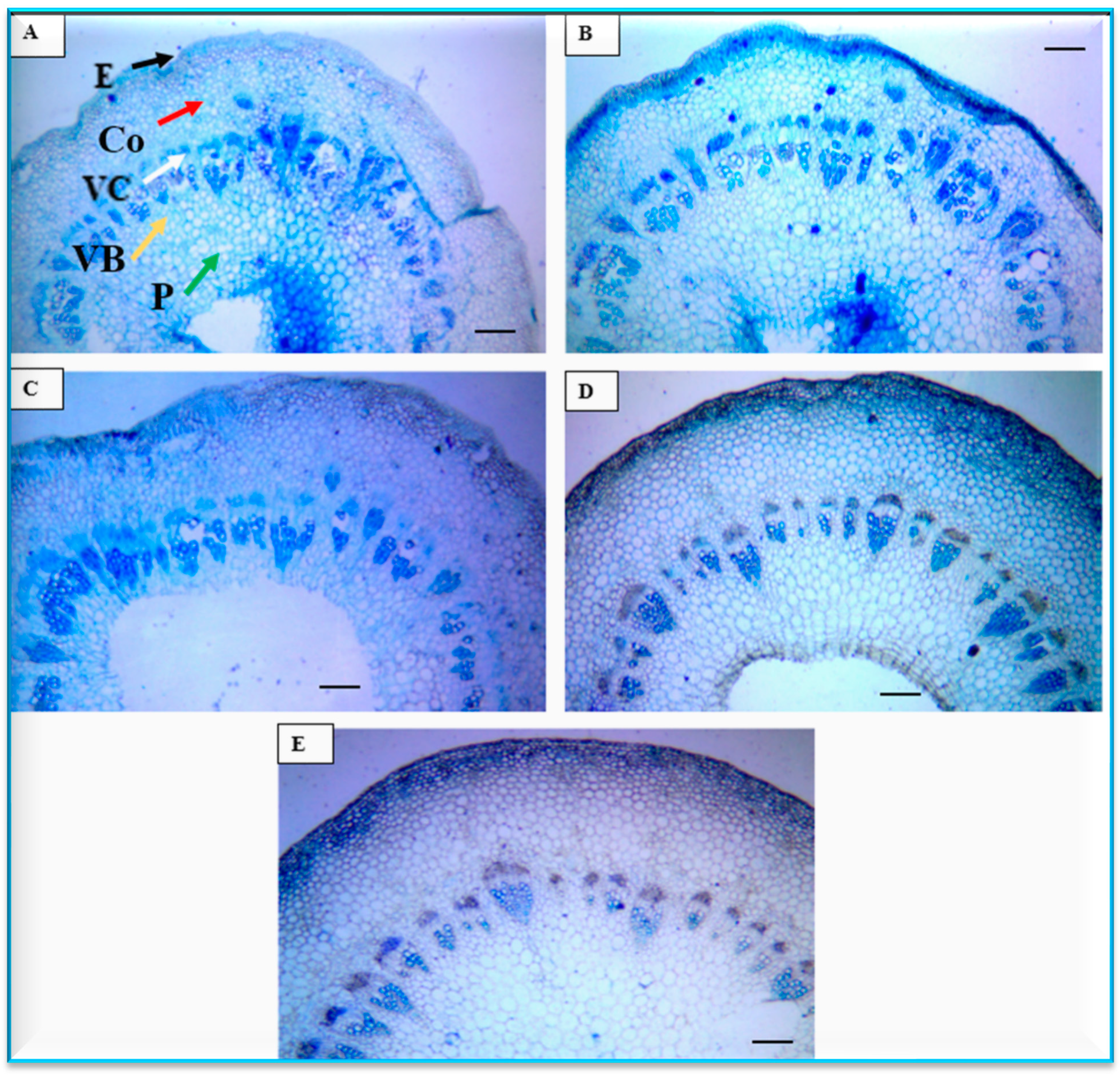 Plants 13 00252 g007 Plants 13 00252 g007