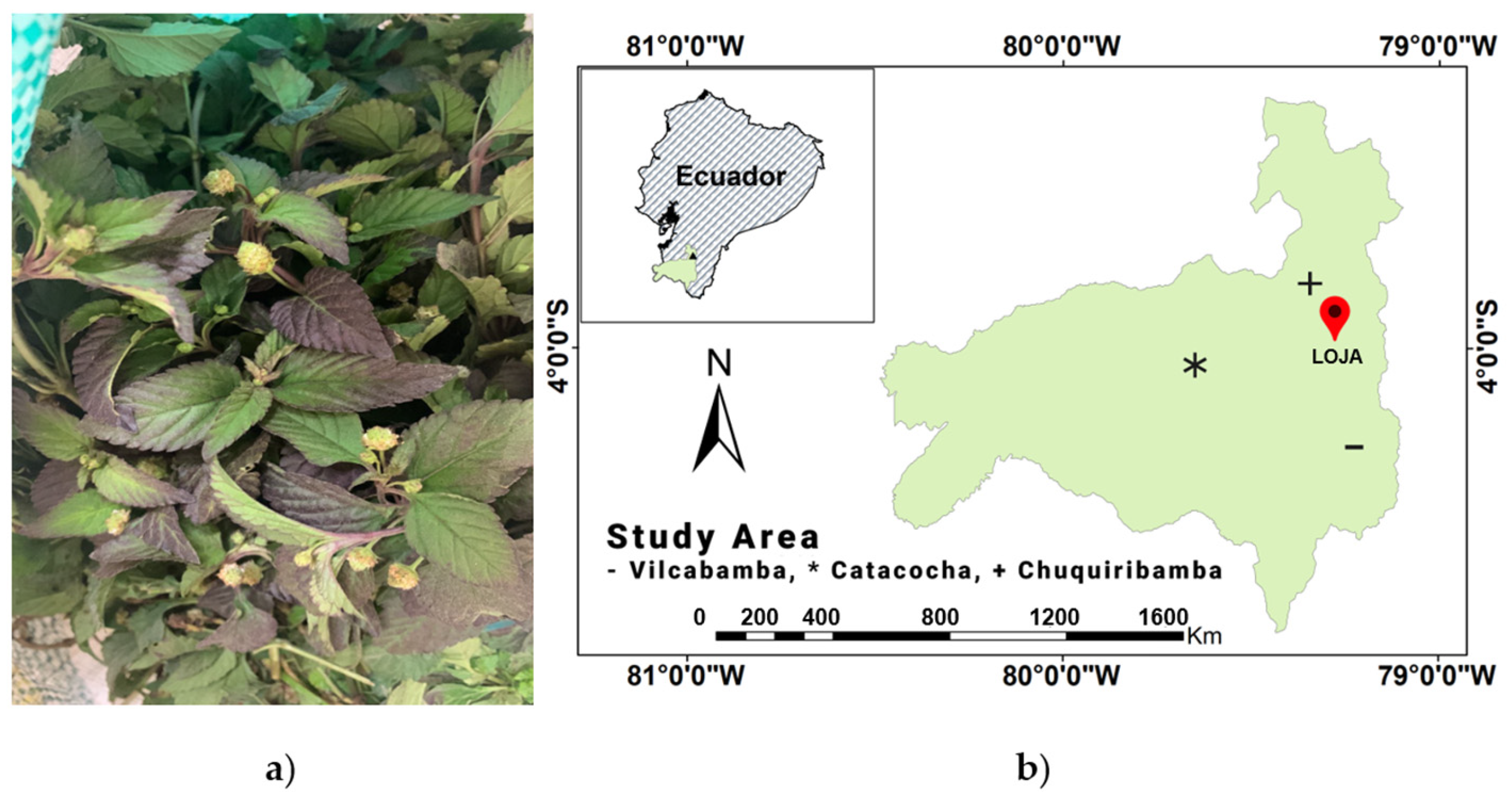 Plants 13 00253 g002