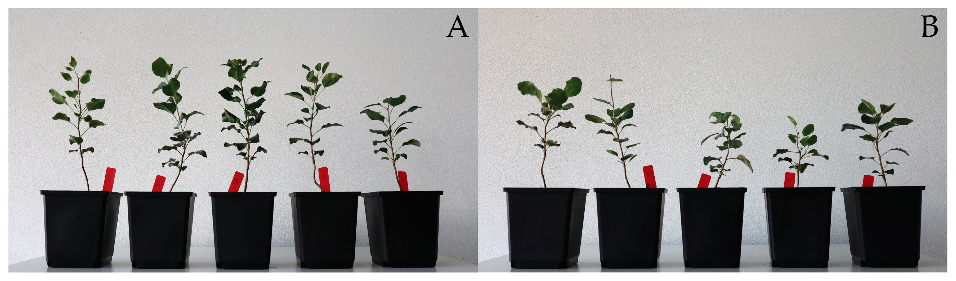 Plants 13 00261 g001