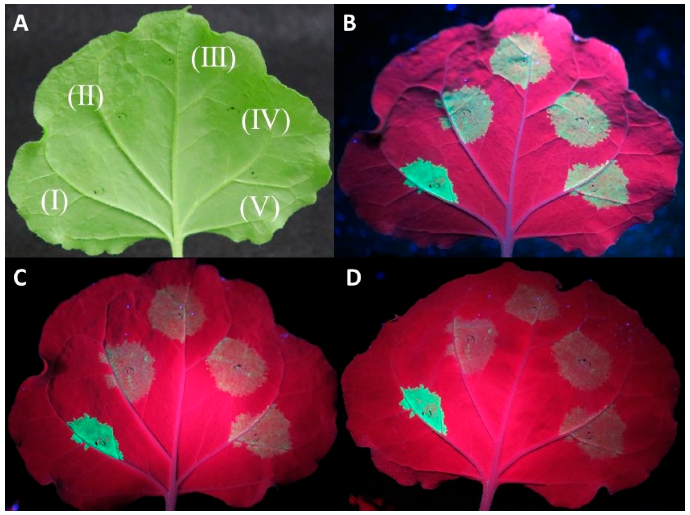 Plants 13 00264 g001