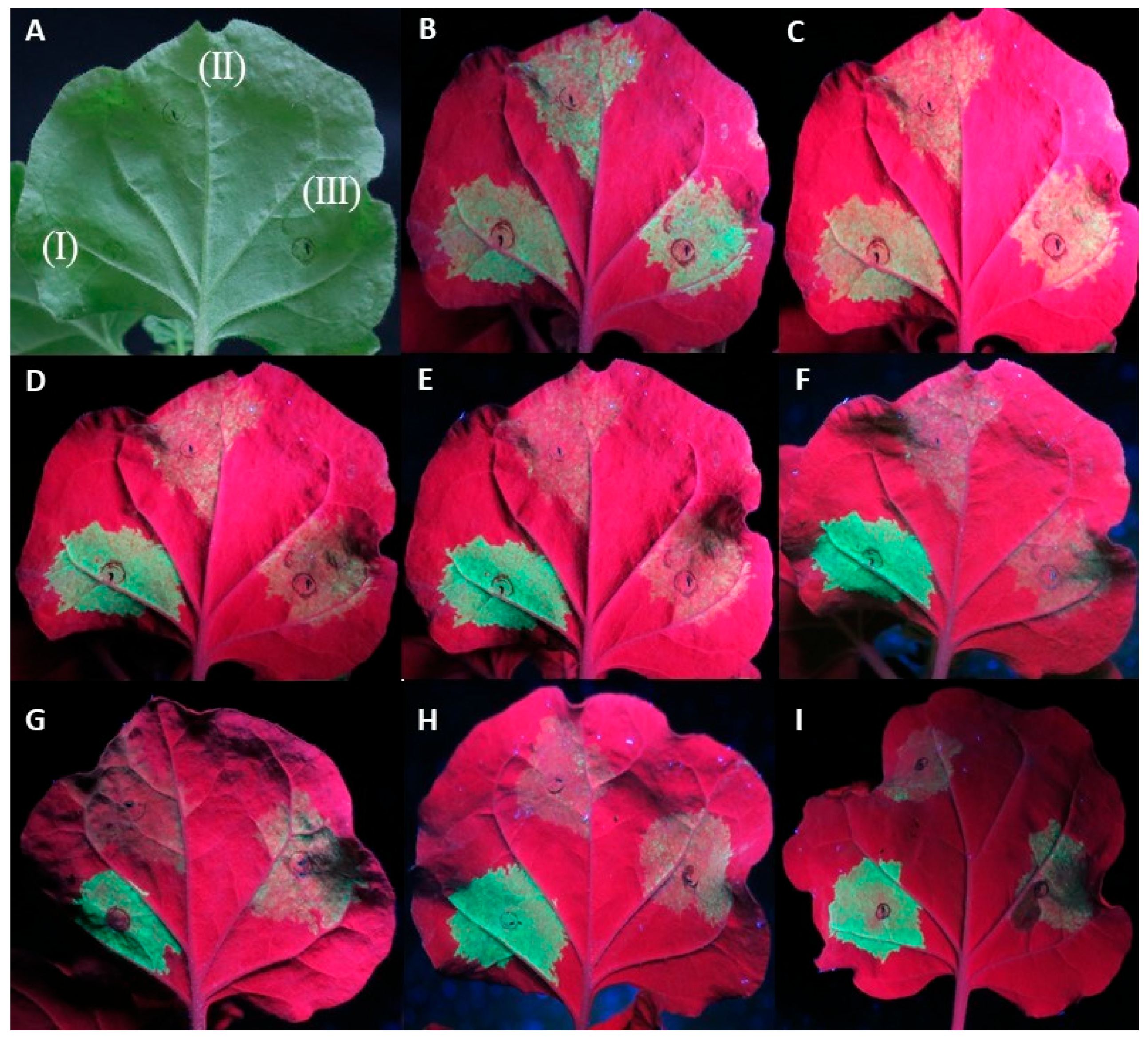 Plants 13 00264 g002