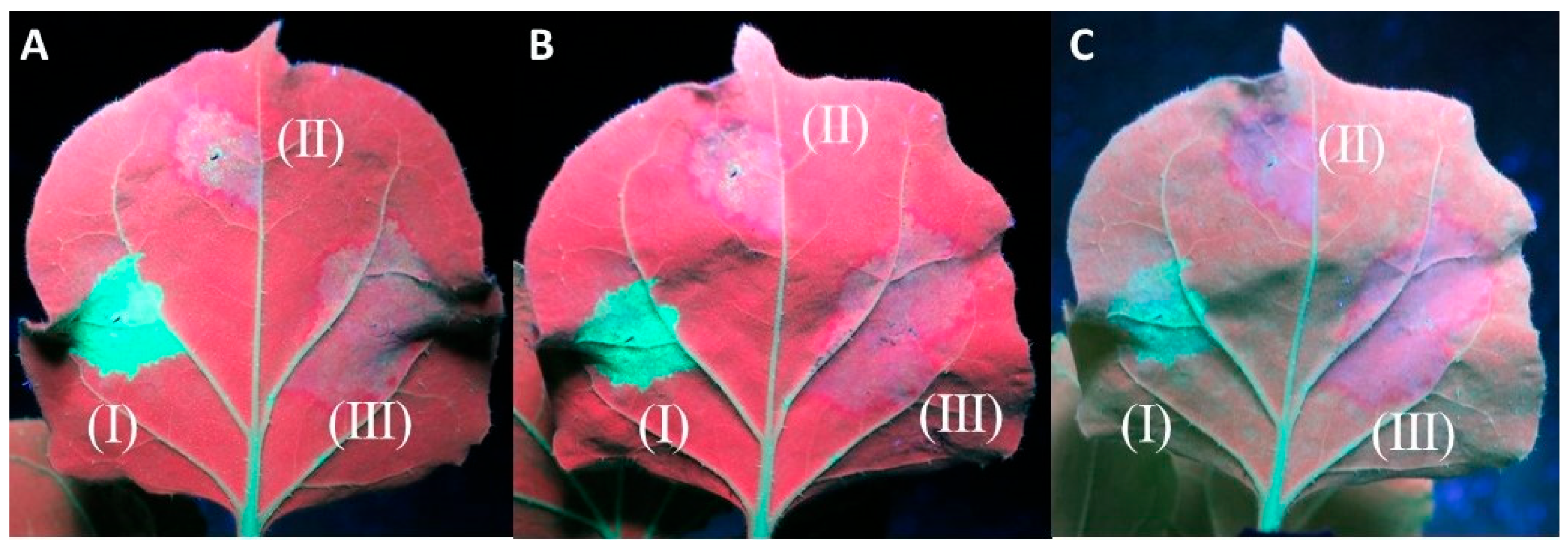 Plants 13 00264 g004