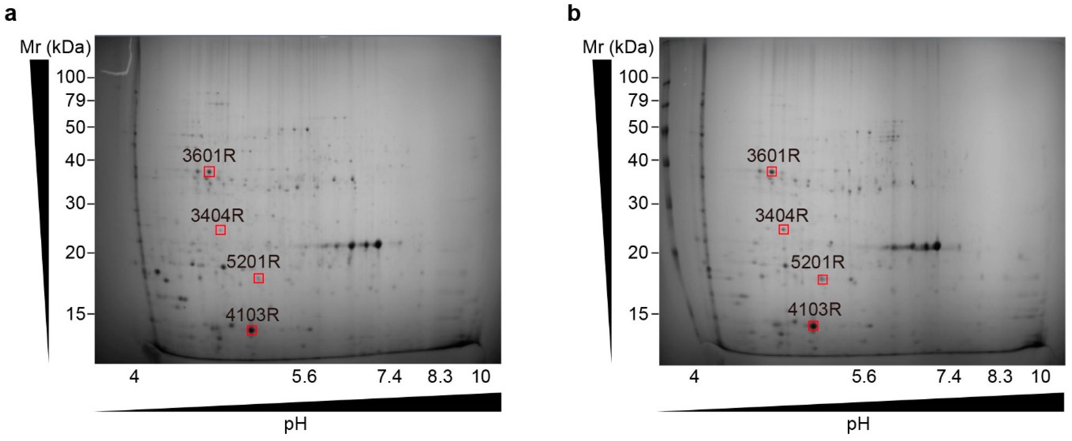 Plants 13 00266 g011 Plants 13 00266 g011