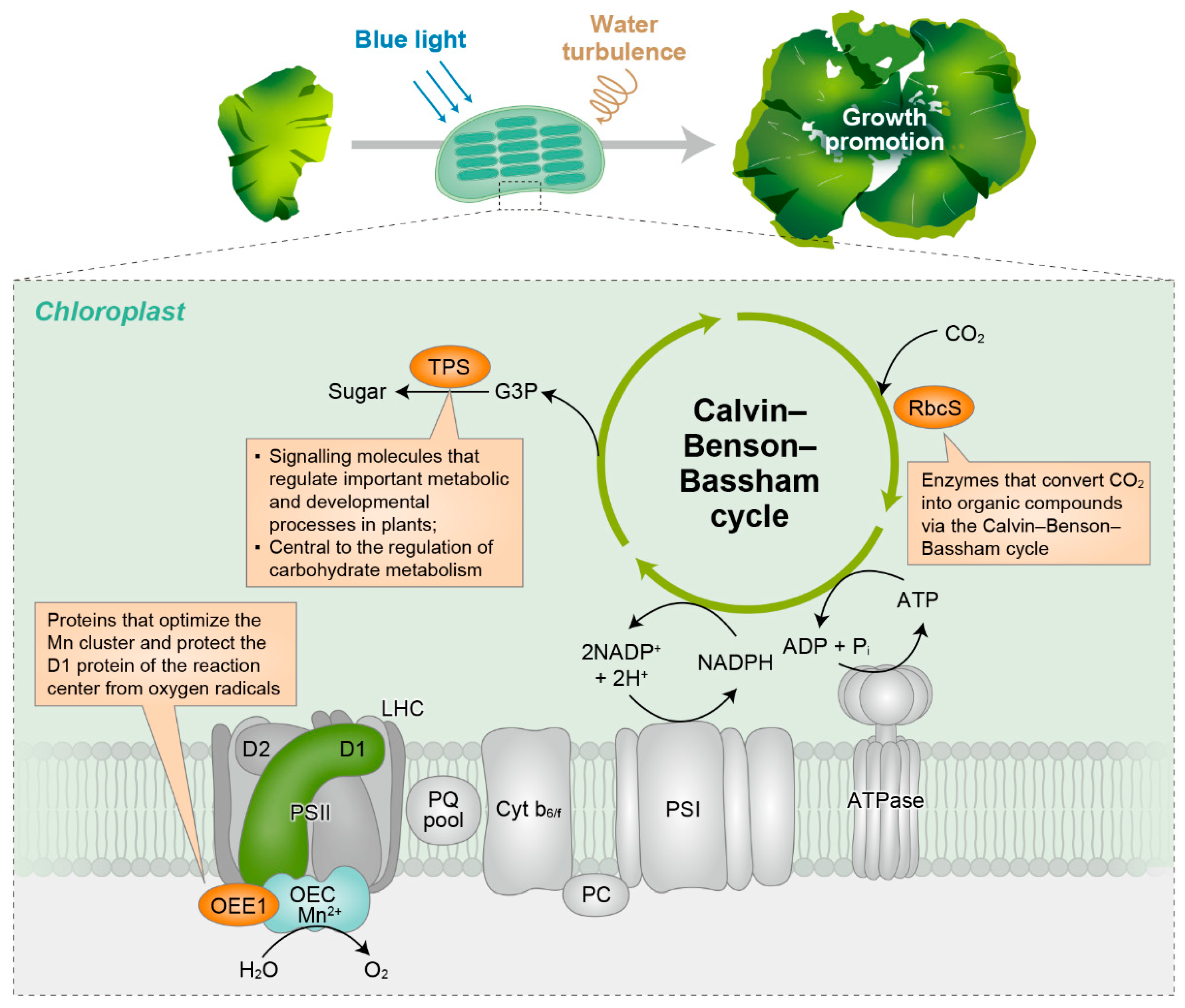 Plants 13 00266 g012 Plants 13 00266 g012