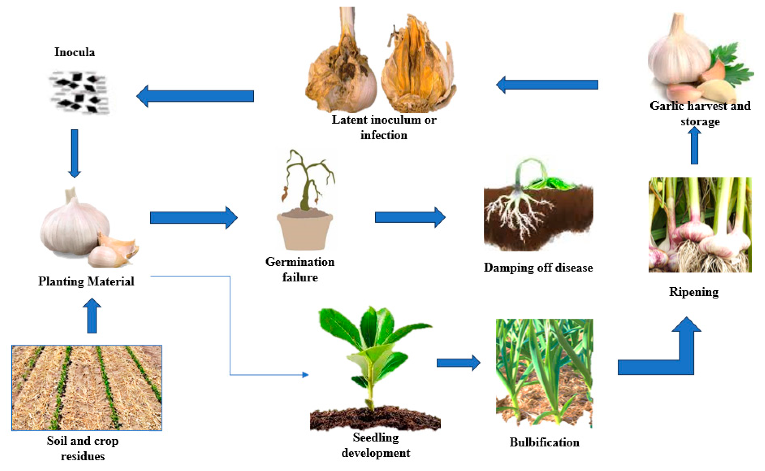 Plants 13 00267 g002