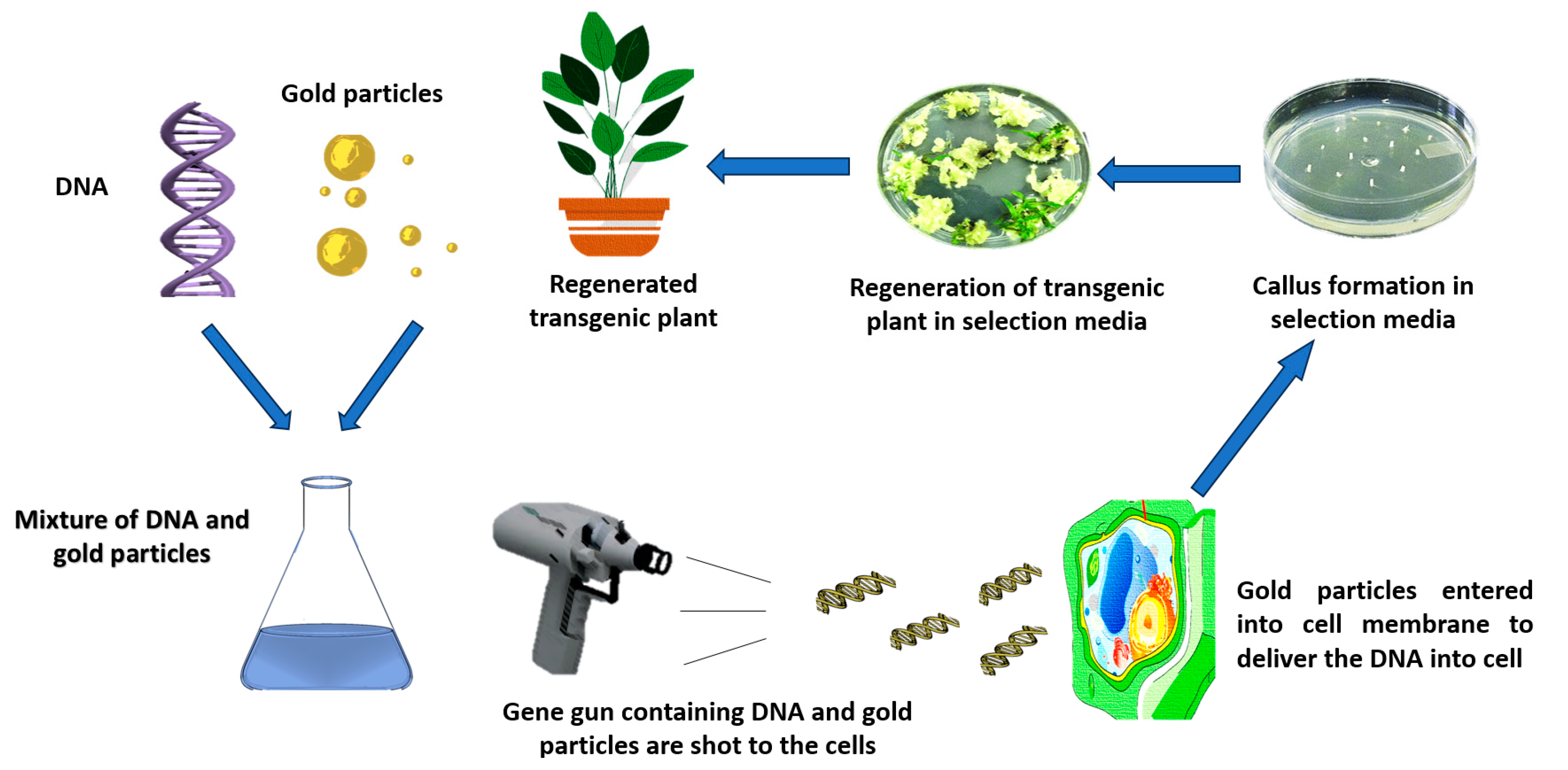 Plants 13 00267 g004