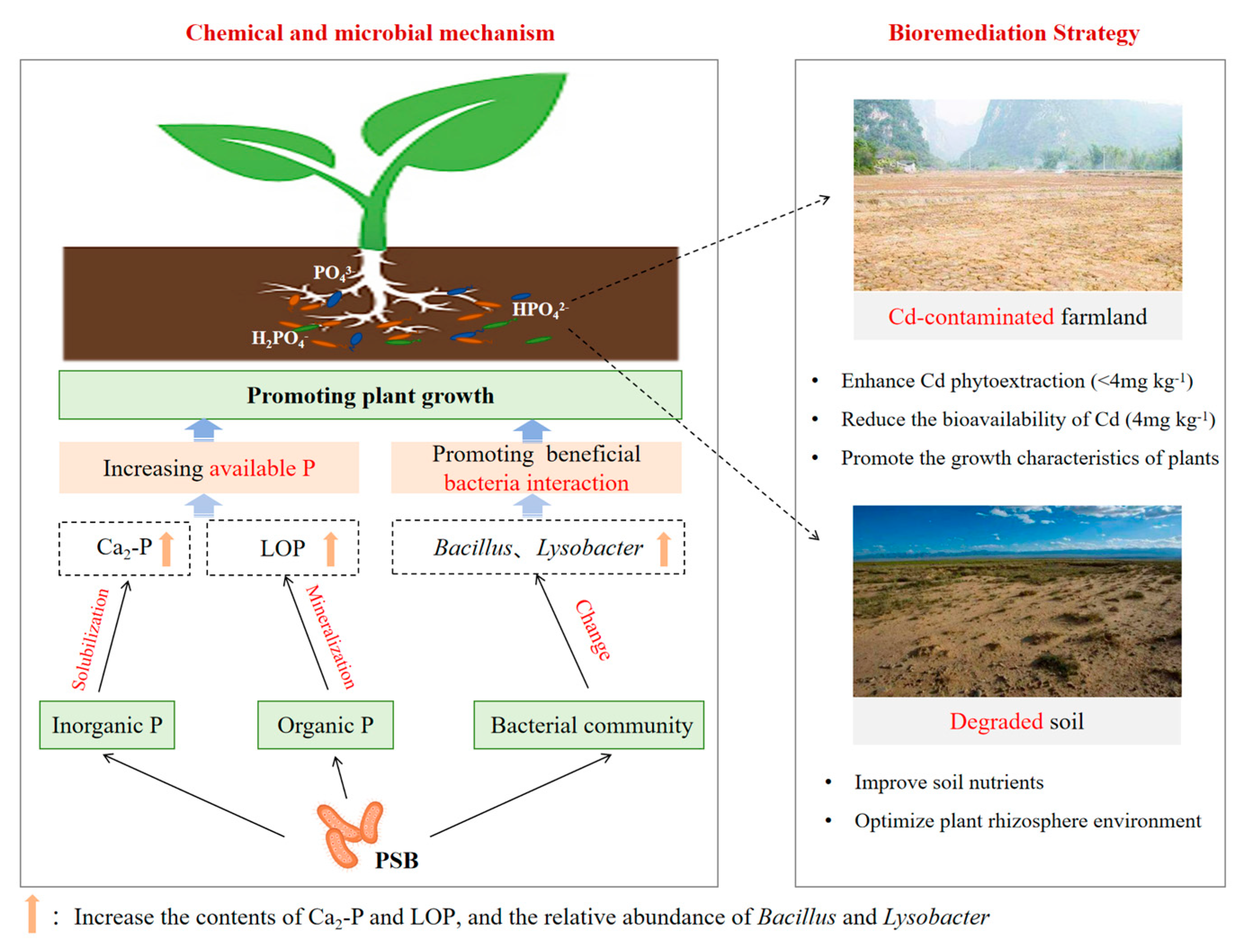 Plants 13 00268 g004