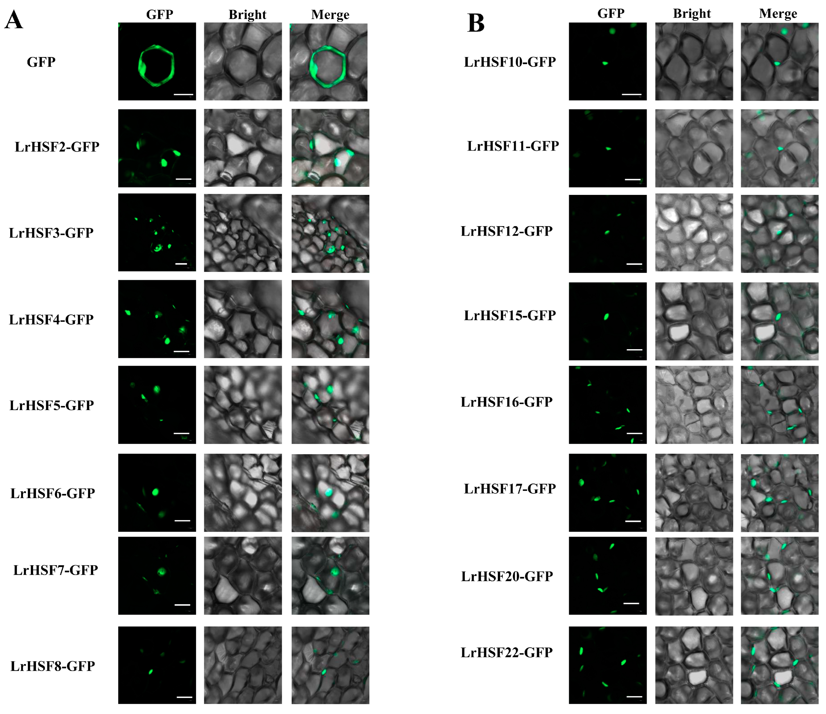 Plants 13 00271 g011