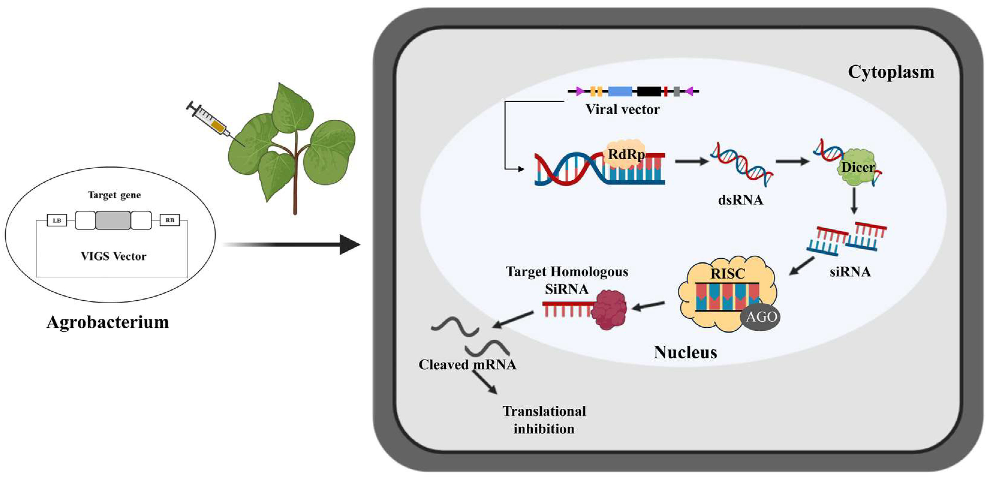 Plants 13 00272 g001