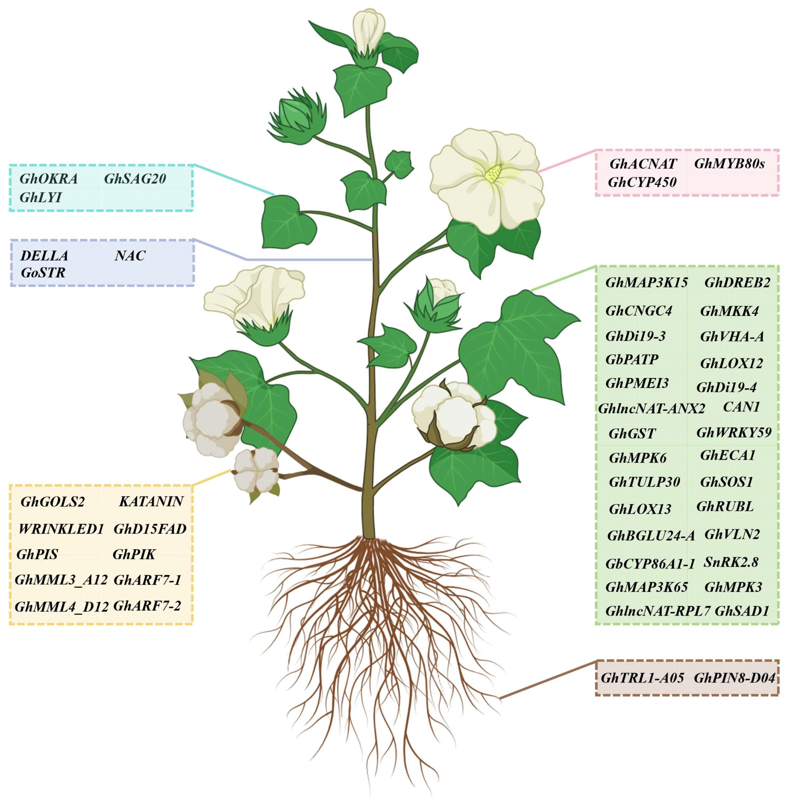 Plants 13 00272 g003