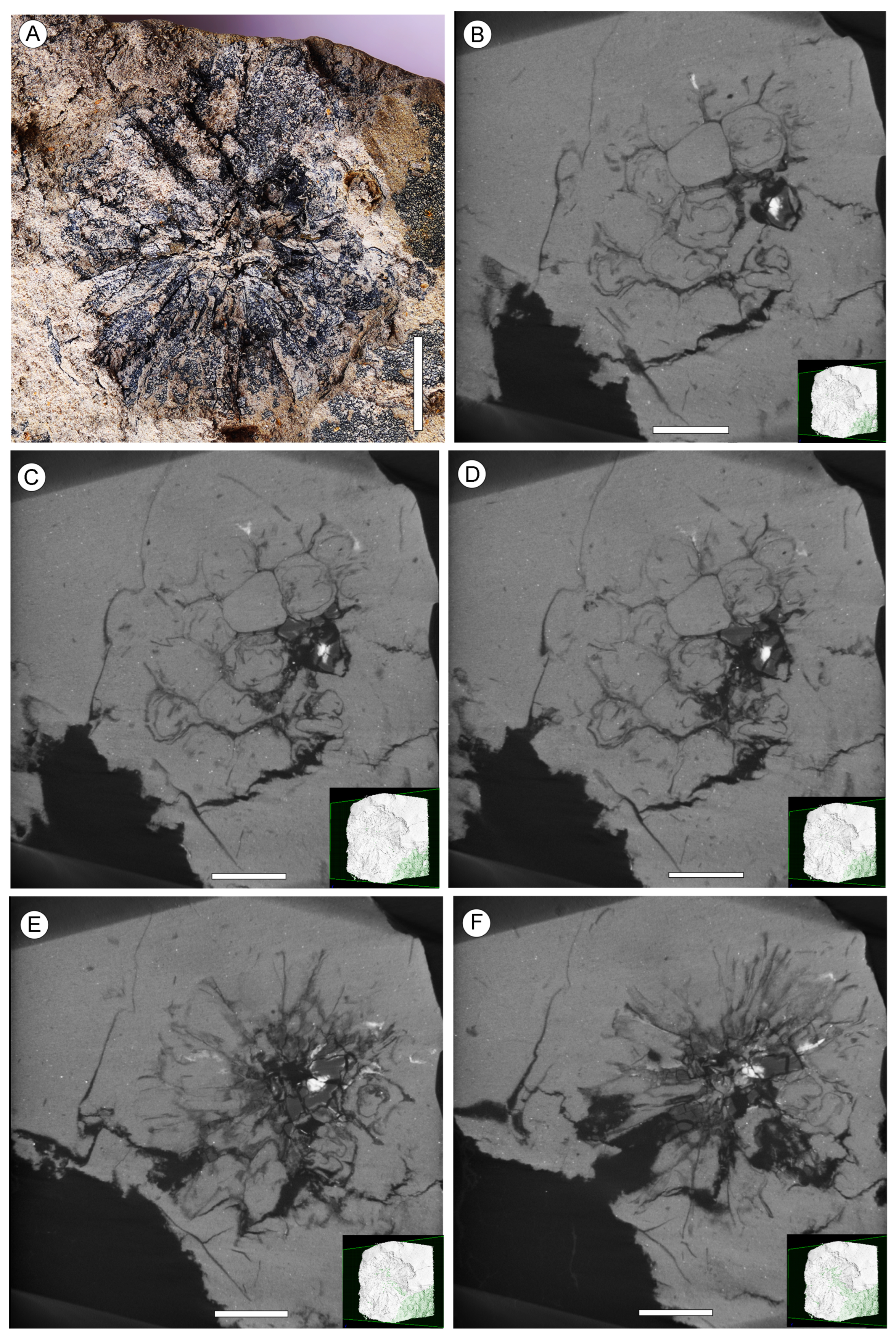 Plants 13 00275 g002