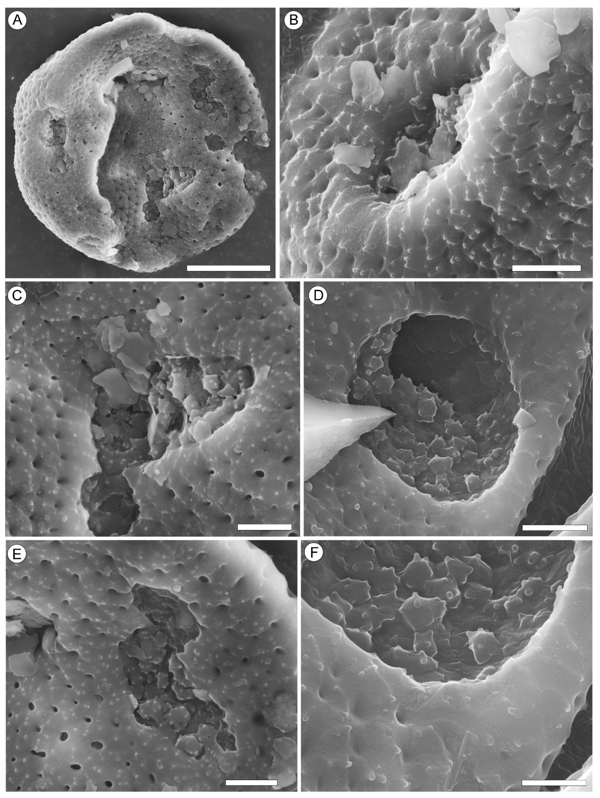 Plants 13 00275 g005