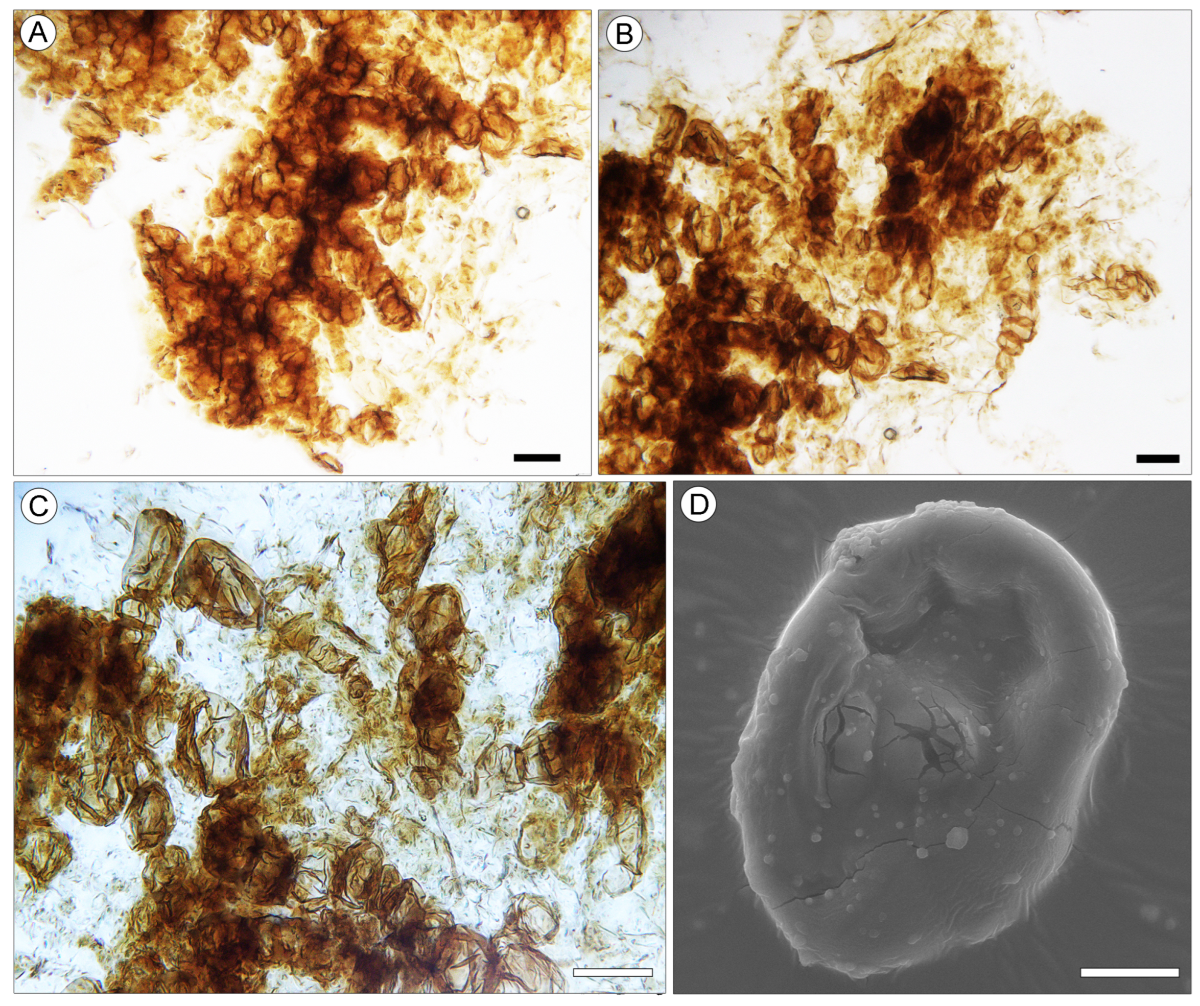 Plants 13 00275 g006