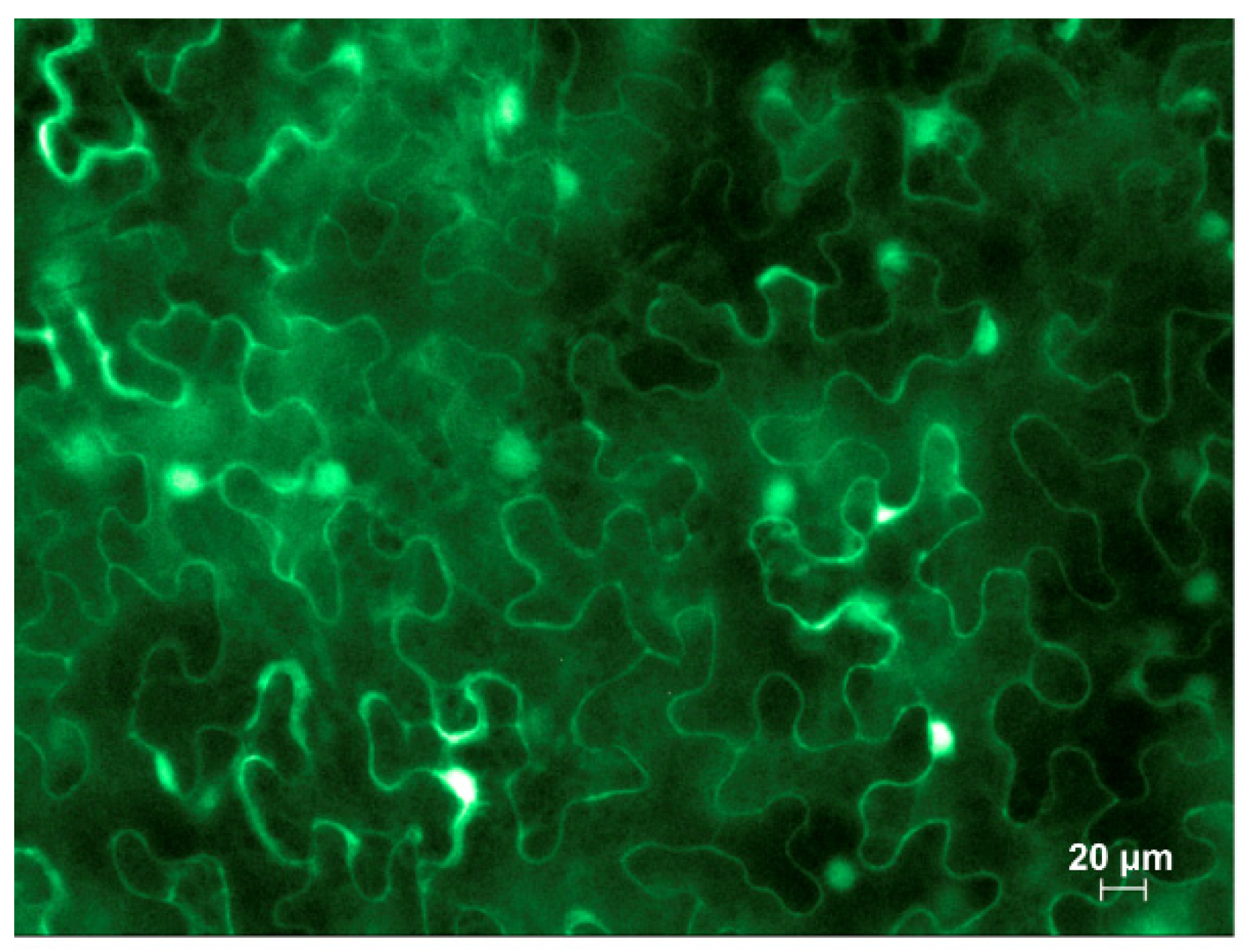 Plants 13 00279 g002