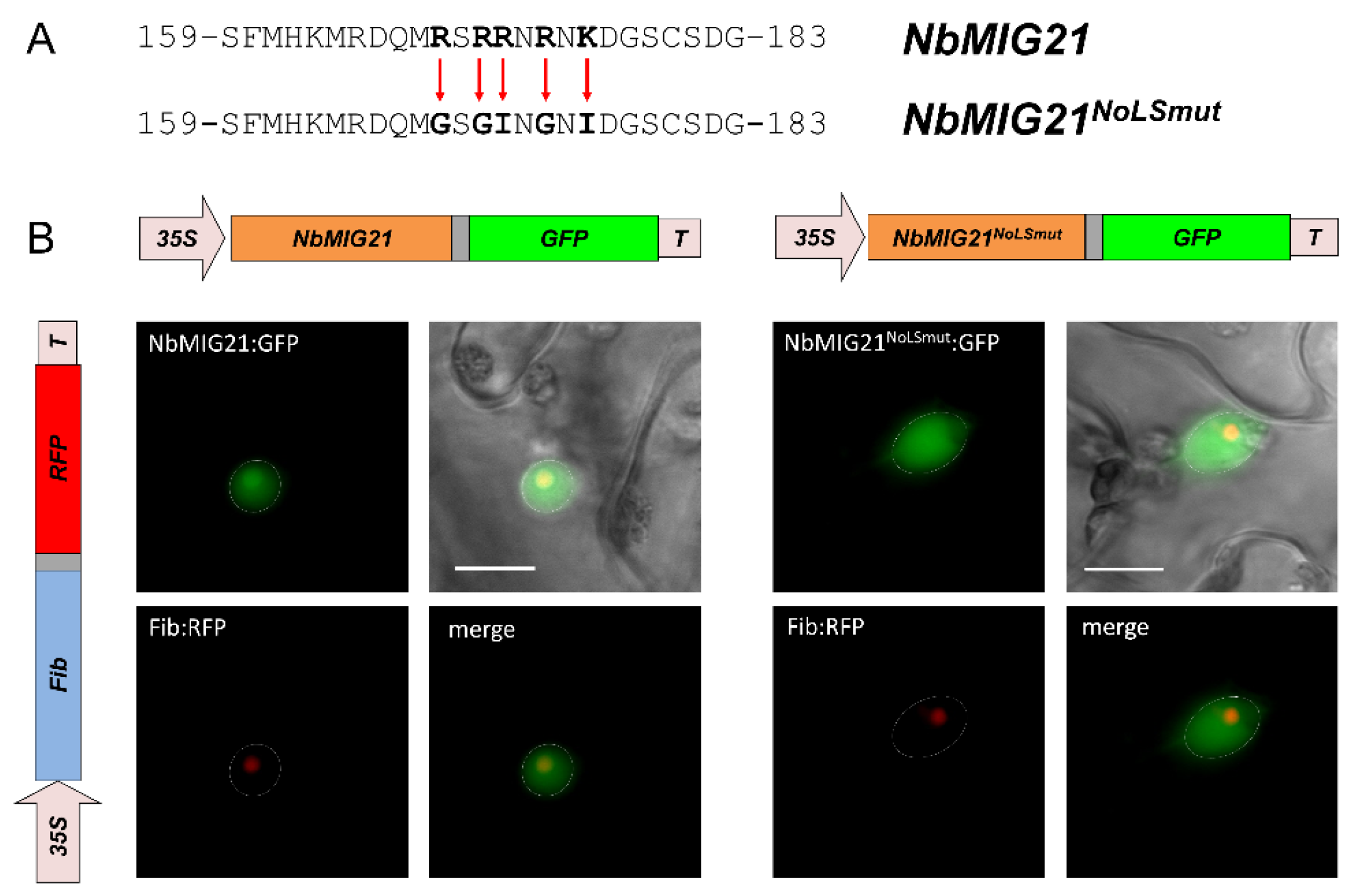 Plants 13 00279 g007