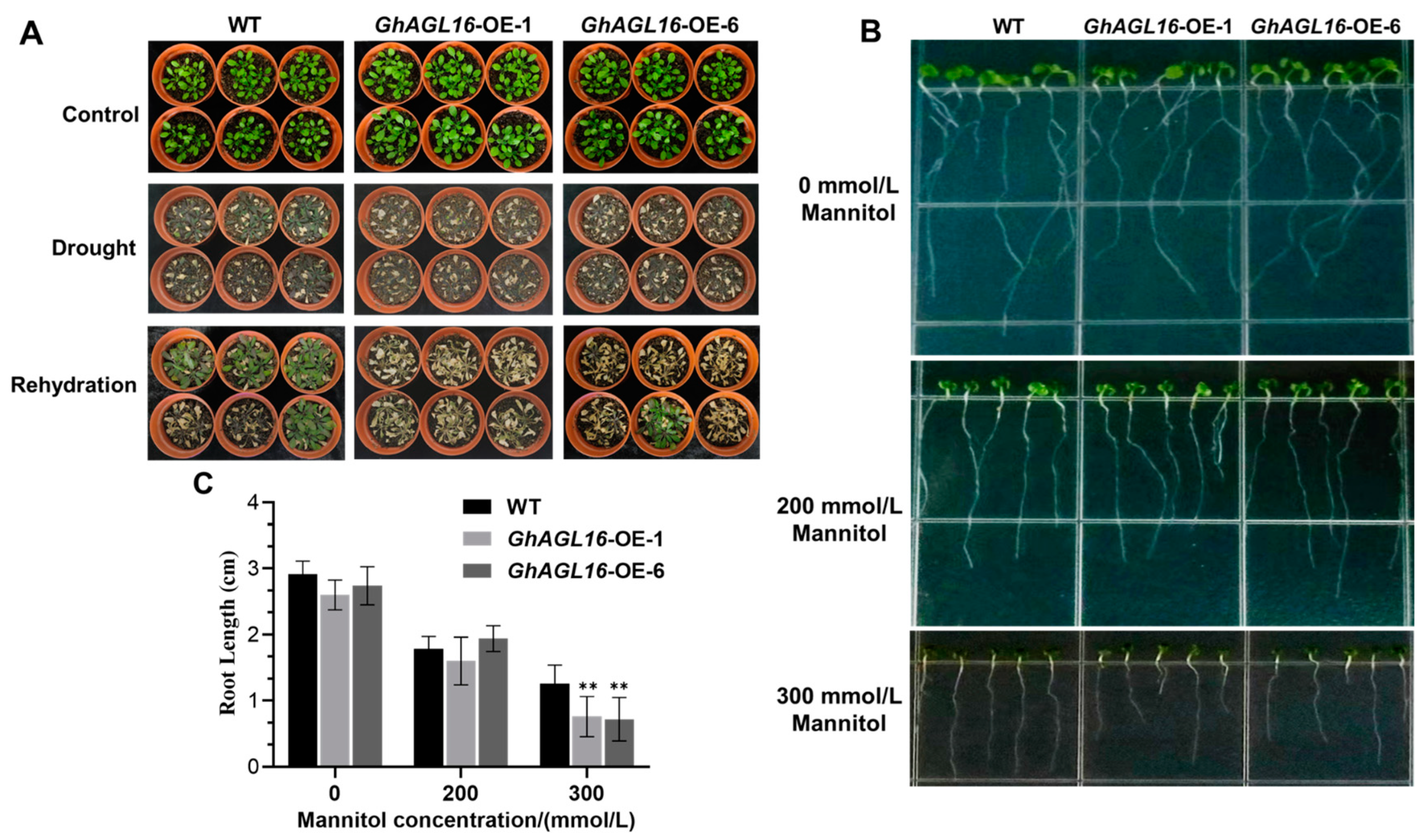 Plants 13 00282 g004