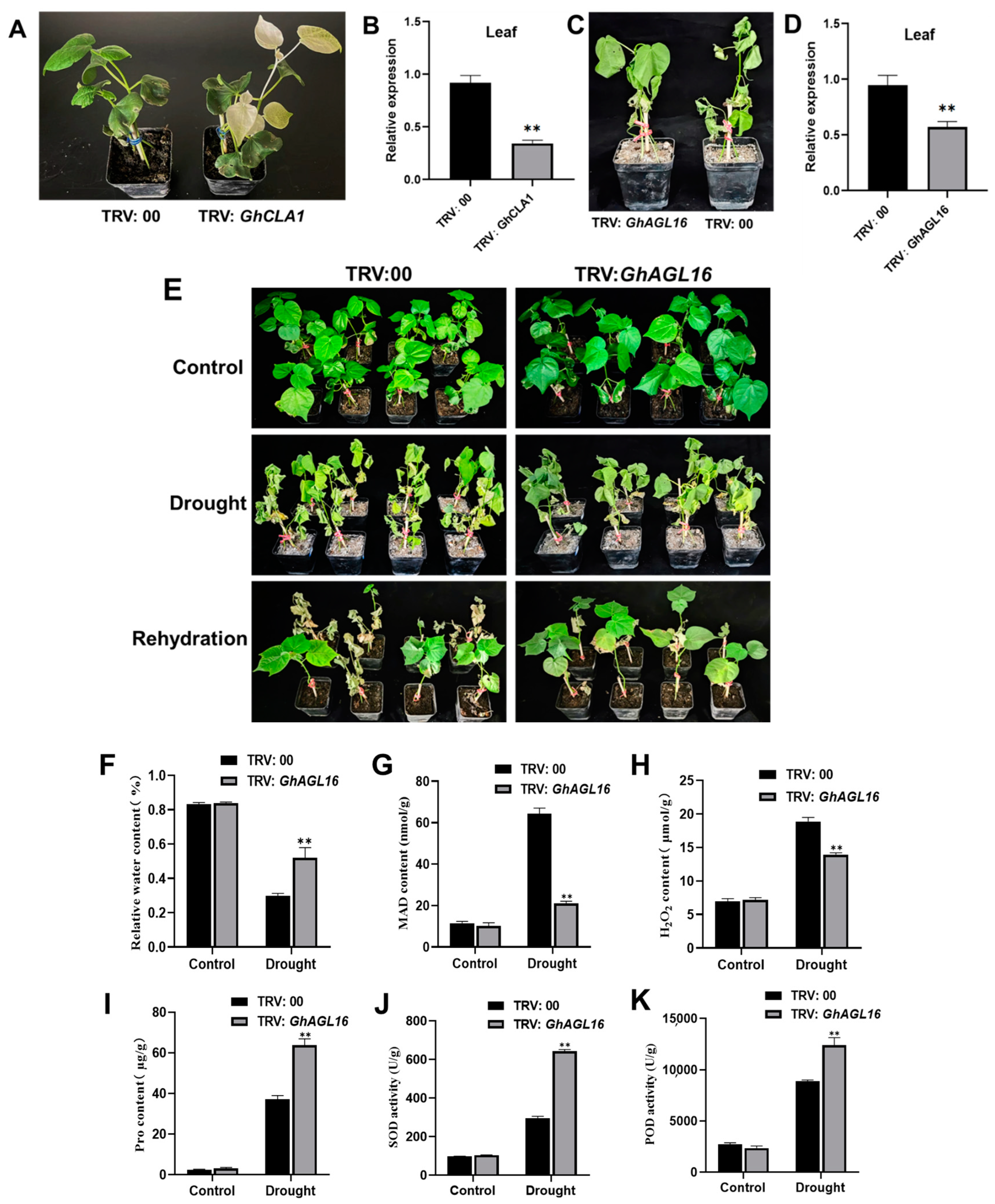 Plants 13 00282 g007