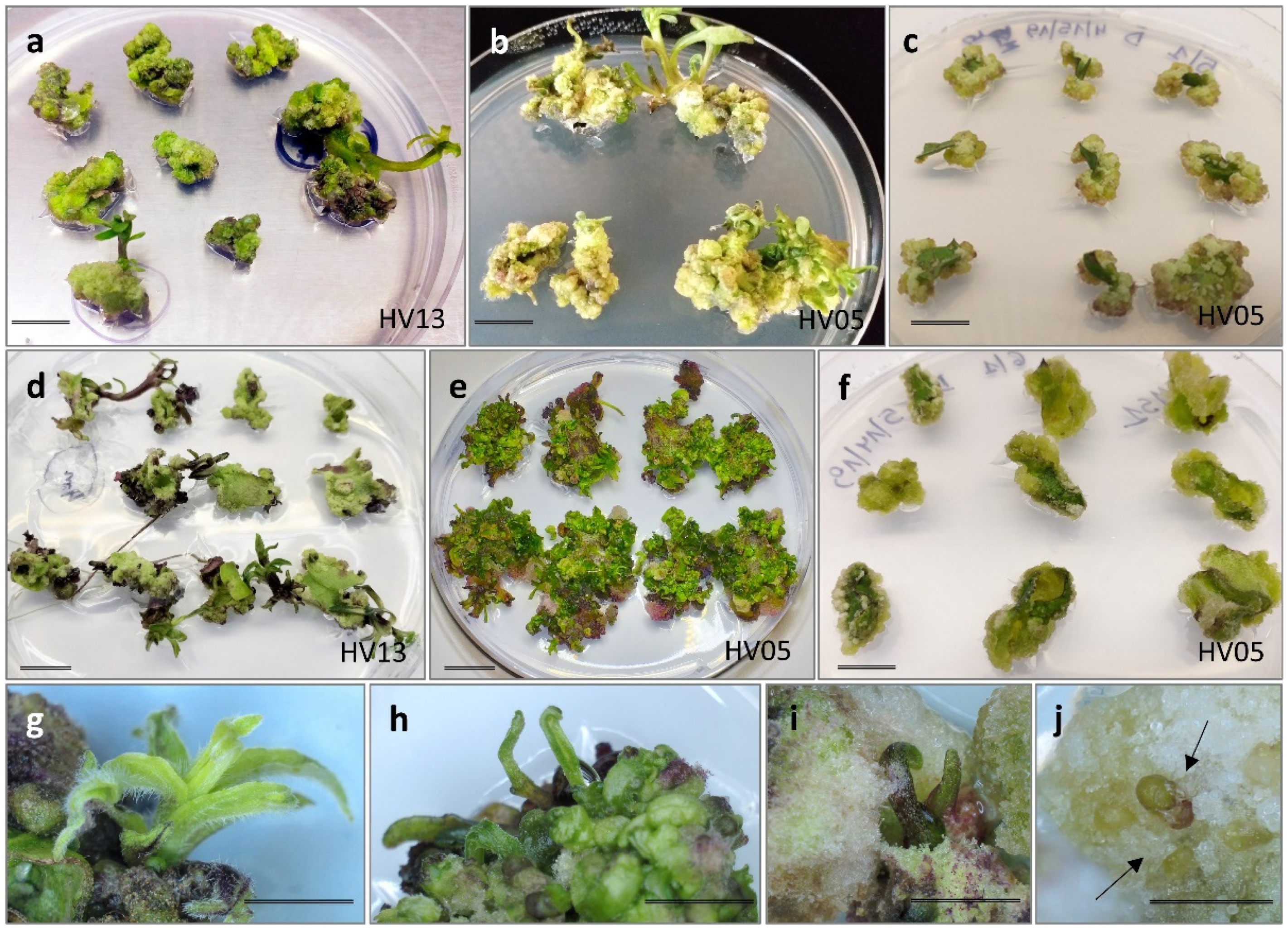 Plants 13 00285 g001 Plants 13 00285 g001