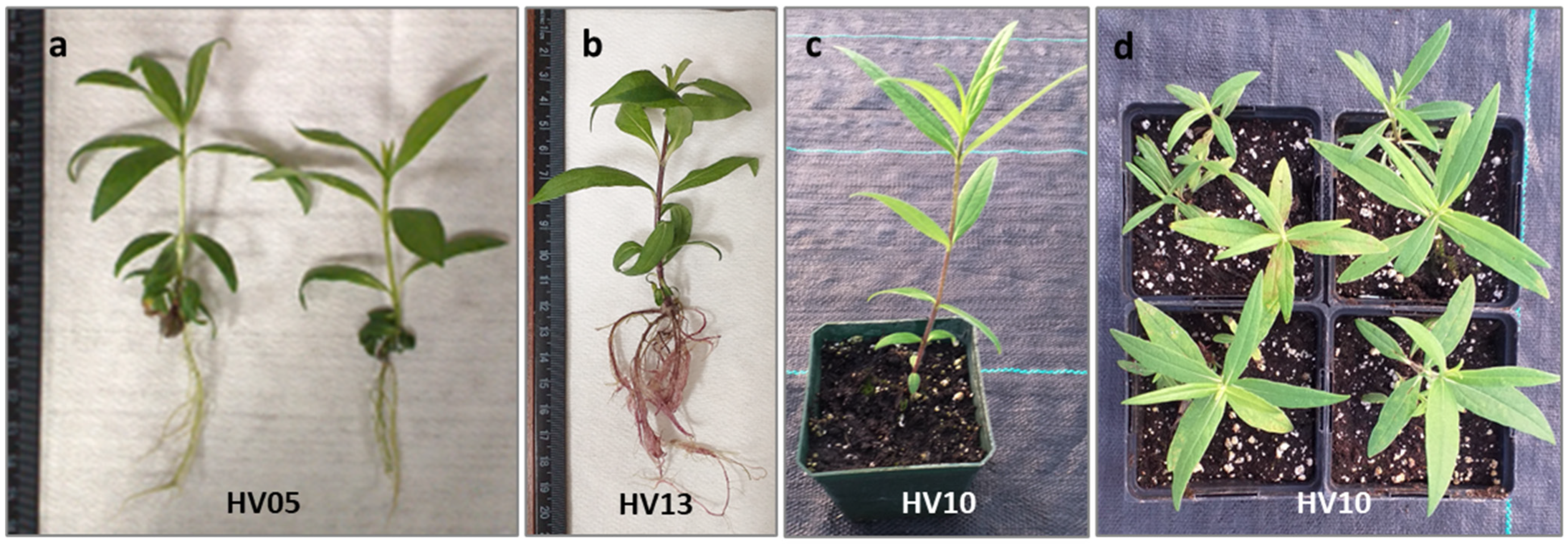 Plants 13 00285 g004 Plants 13 00285 g004
