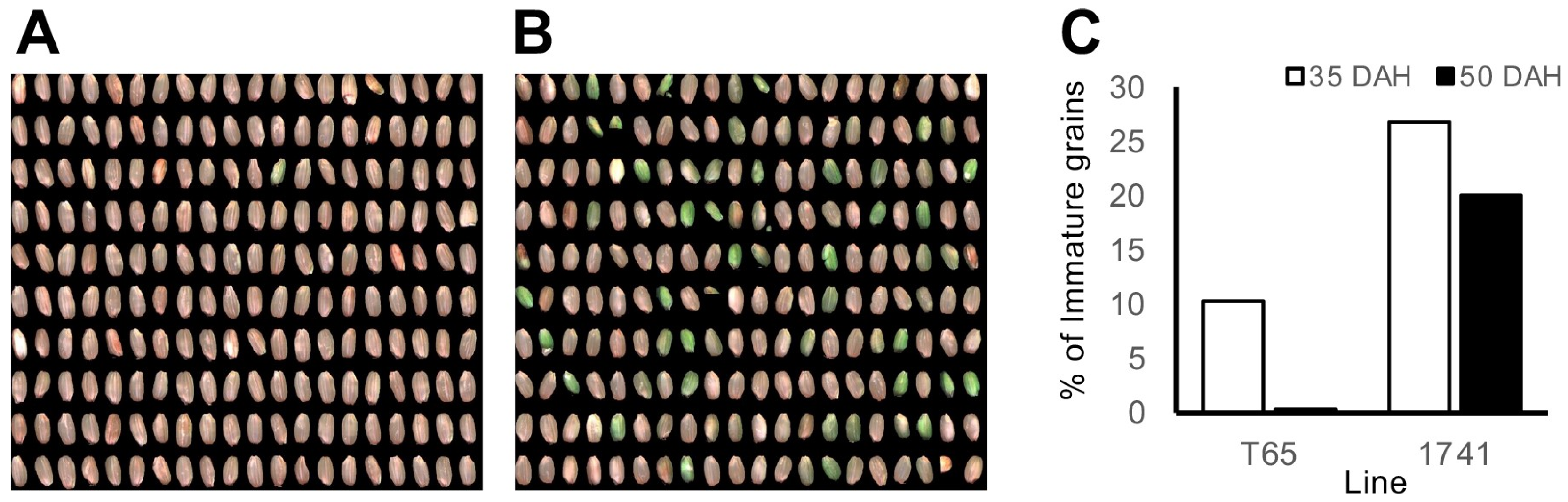 Plants 13 00289 g004