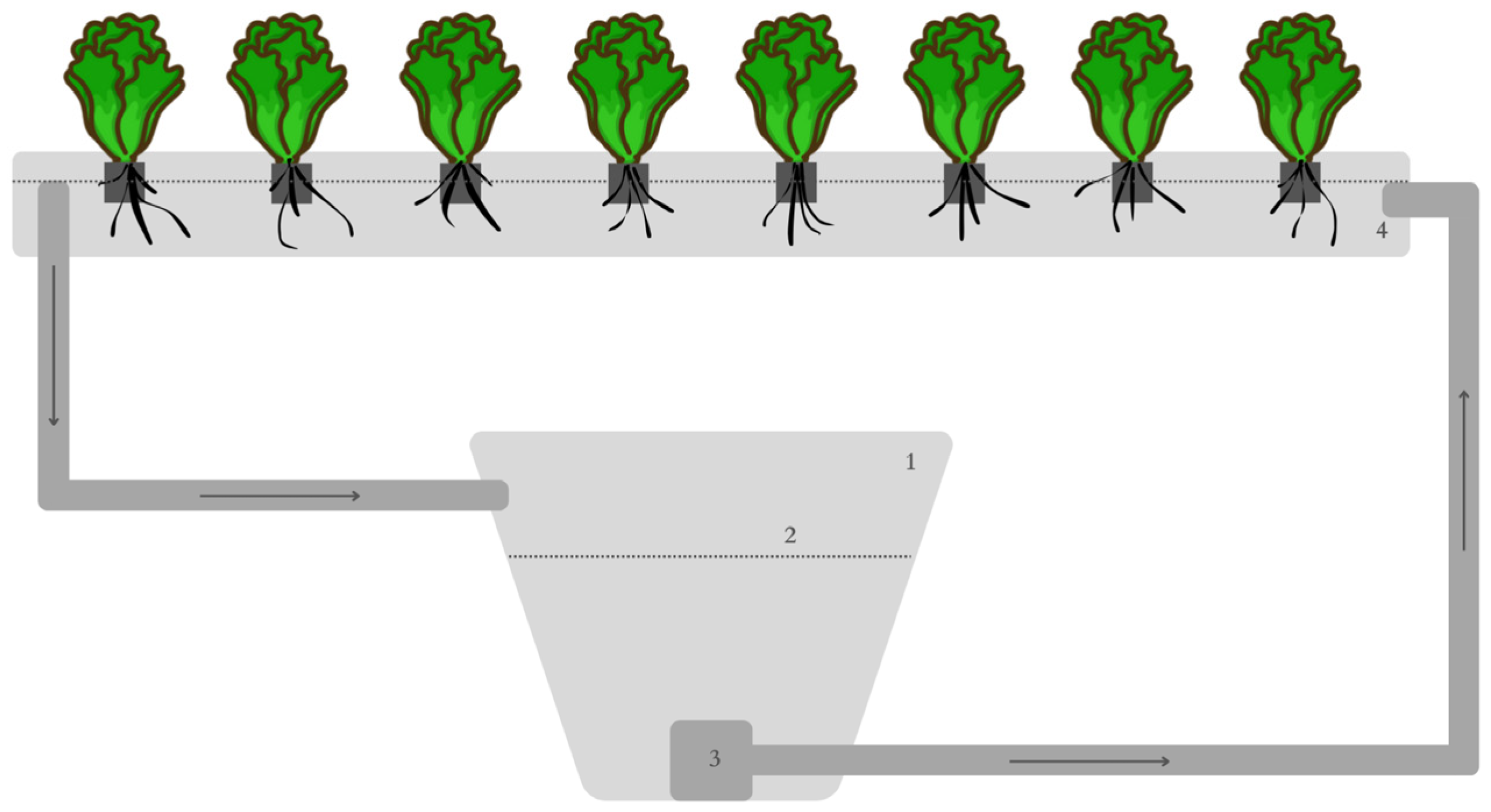 Plants 13 00291 g005