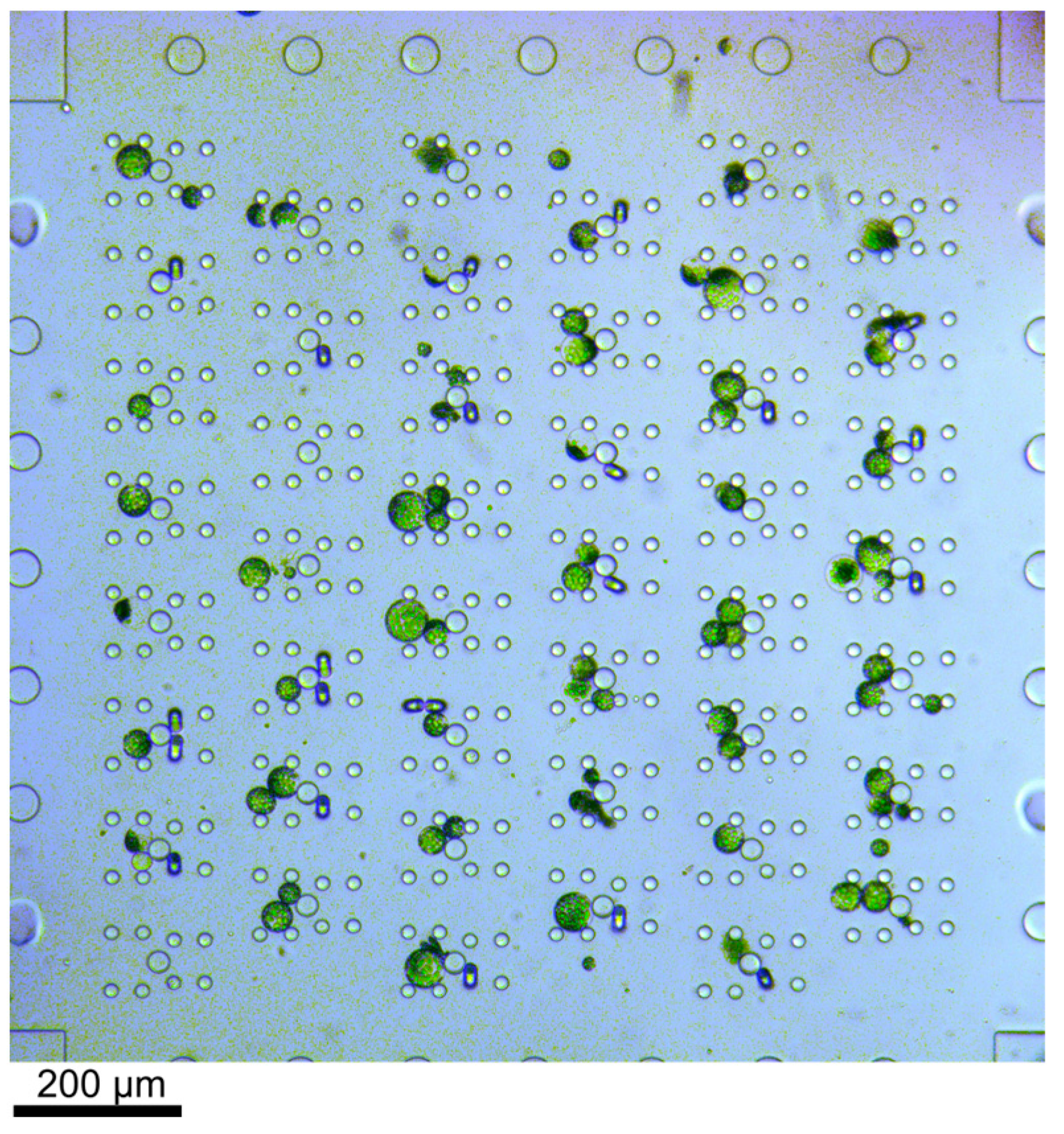 Plants 13 00295 g002 Plants 13 00295 g002