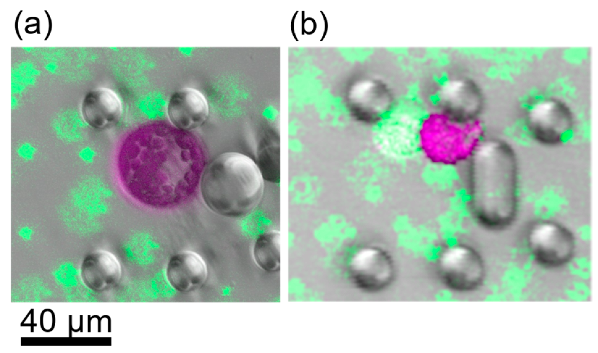 Plants 13 00295 g004 Plants 13 00295 g004