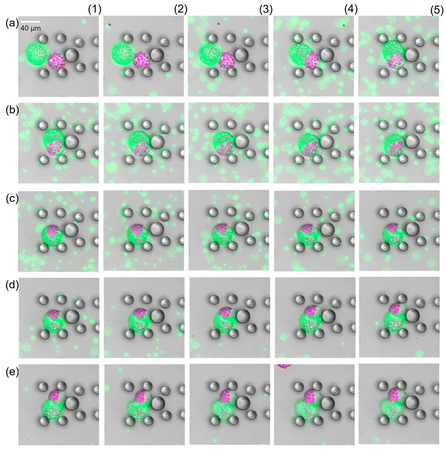 Plants 13 00295 g005 Plants 13 00295 g005