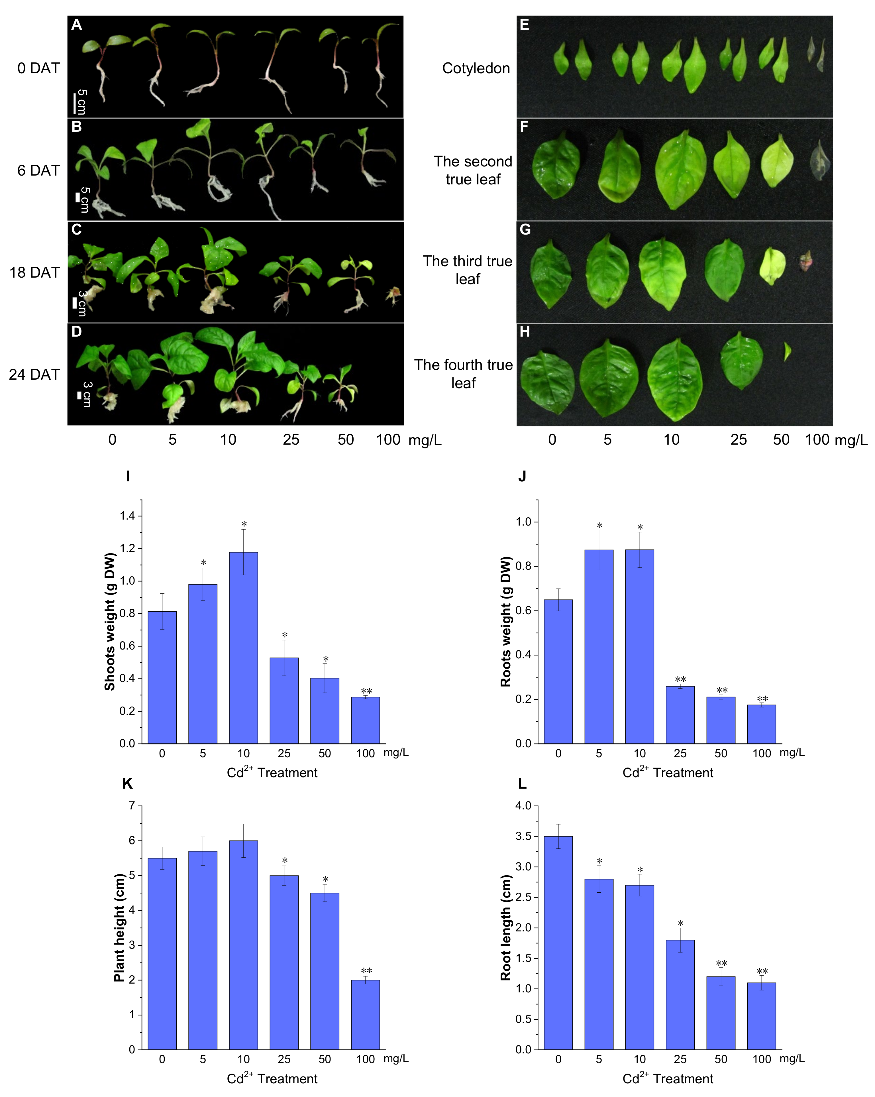 Plants 13 00297 g002