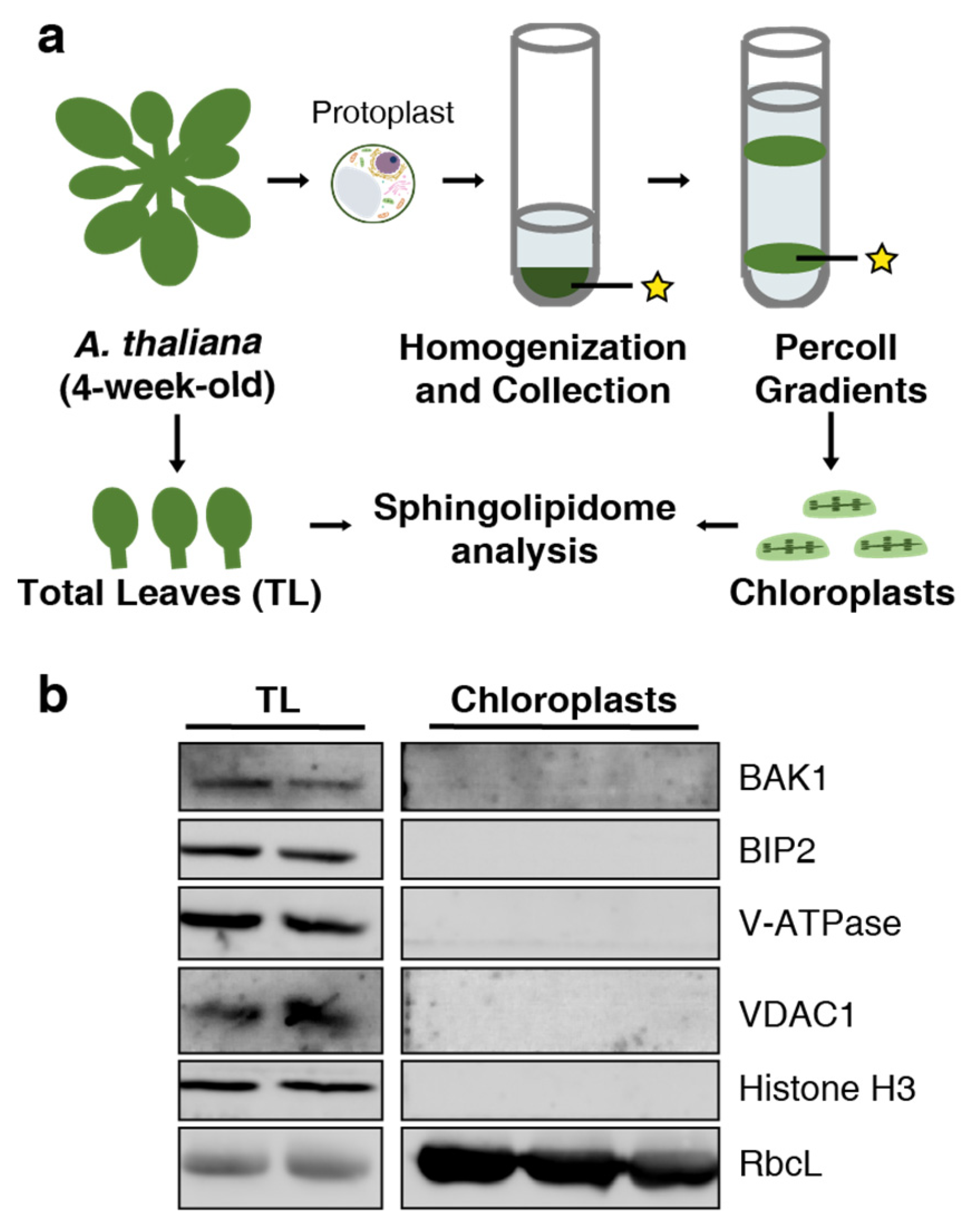 Plants 13 00299 g001
