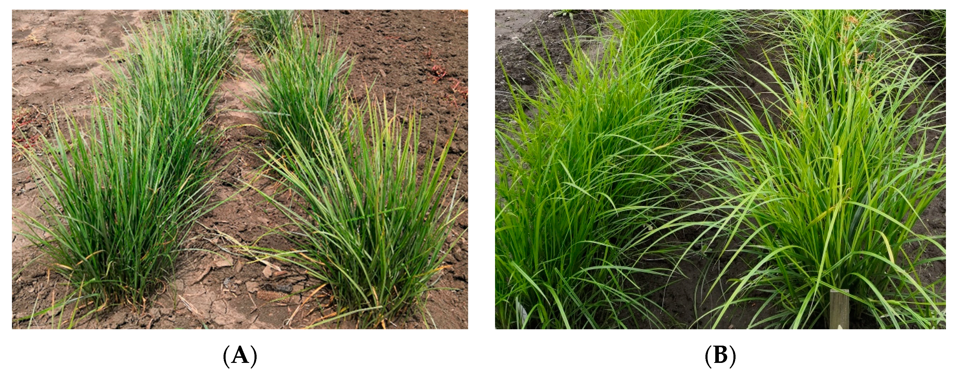 Plants 13 00308 g003