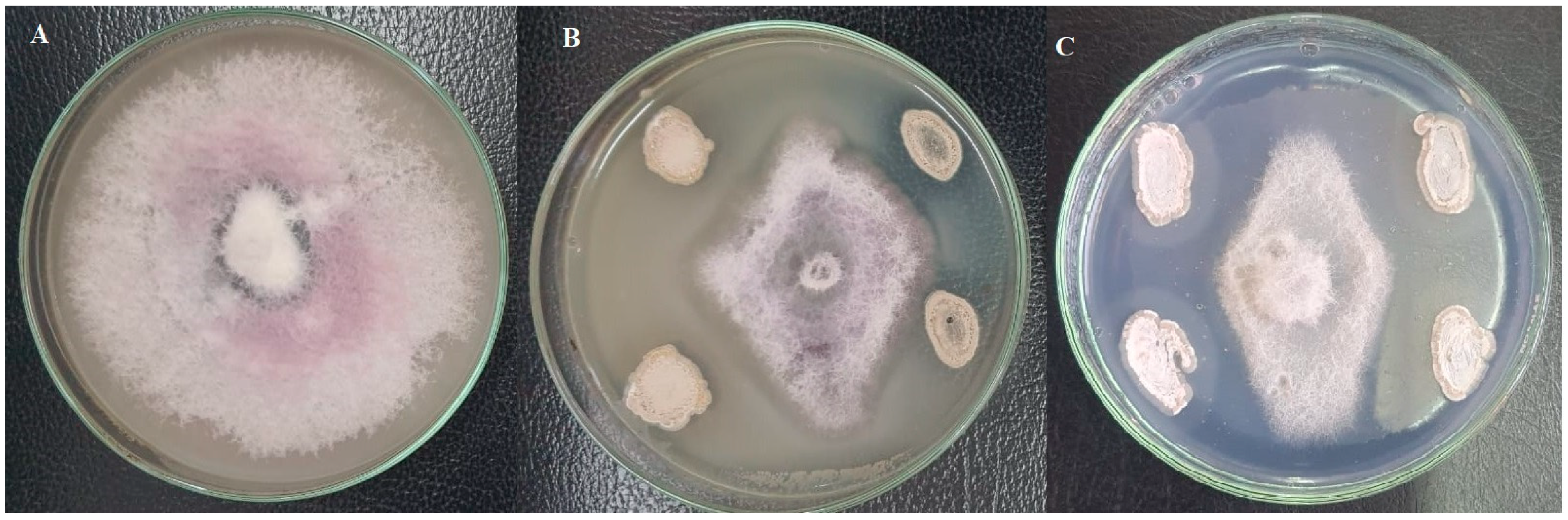 Plants 13 00311 g002