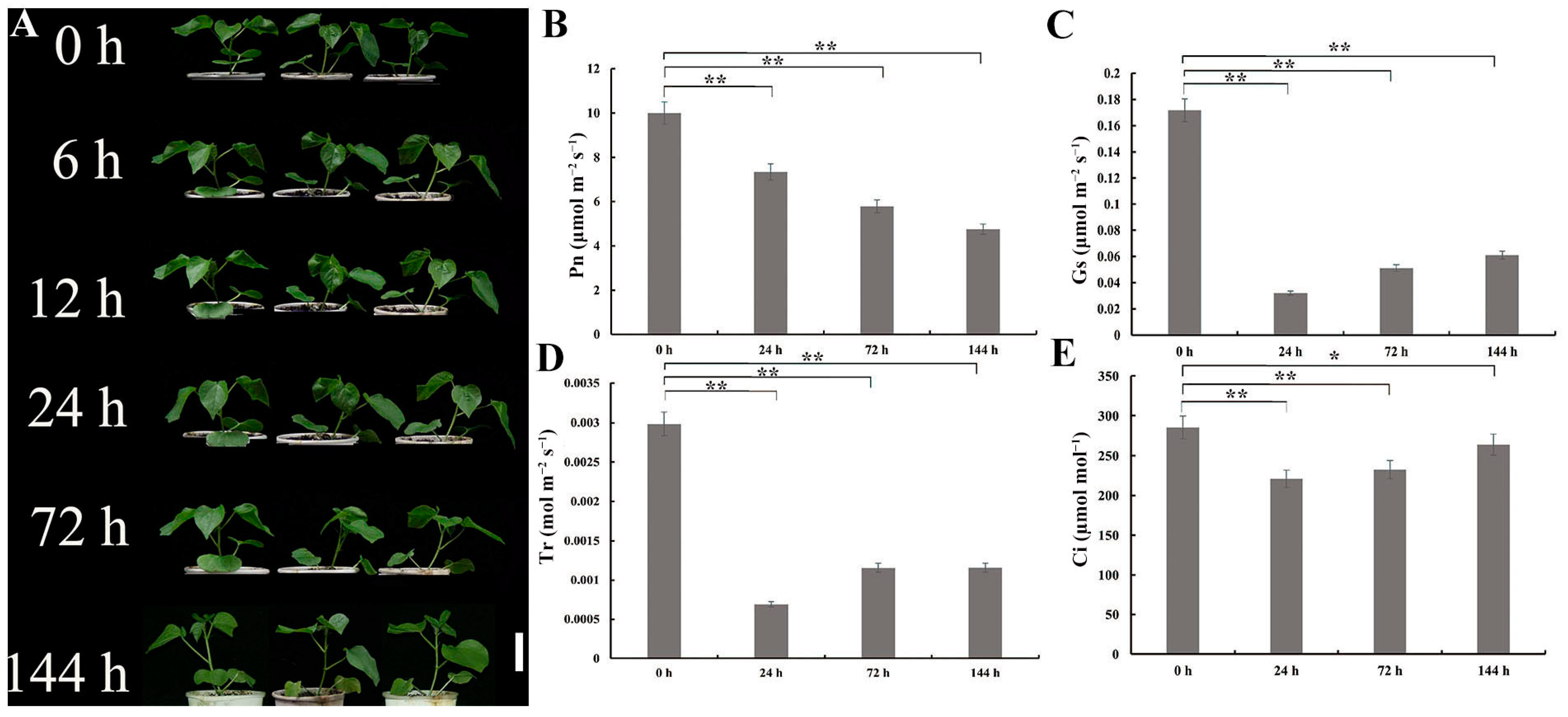 Plants 13 00312 g001