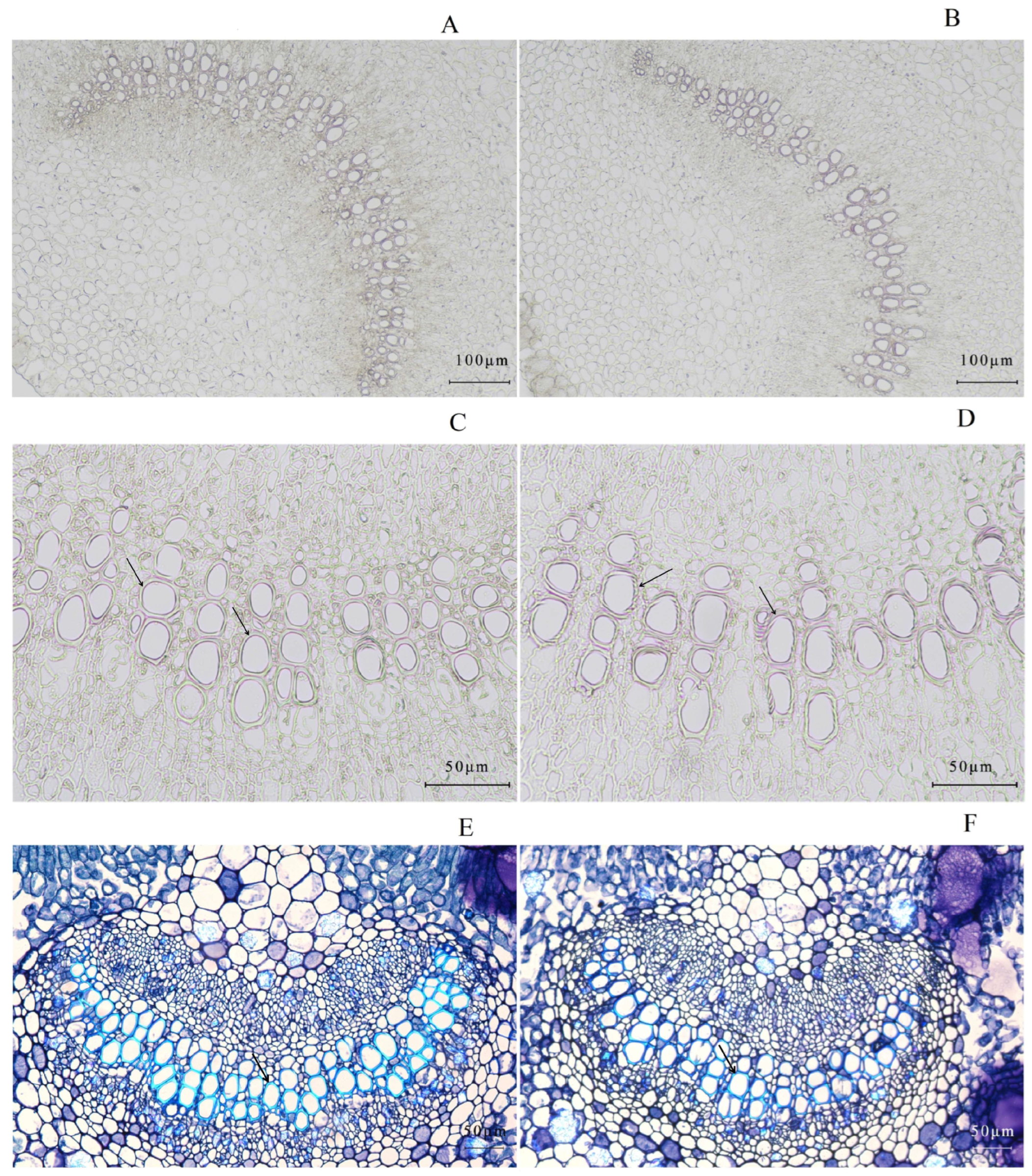 Plants 13 00315 g002