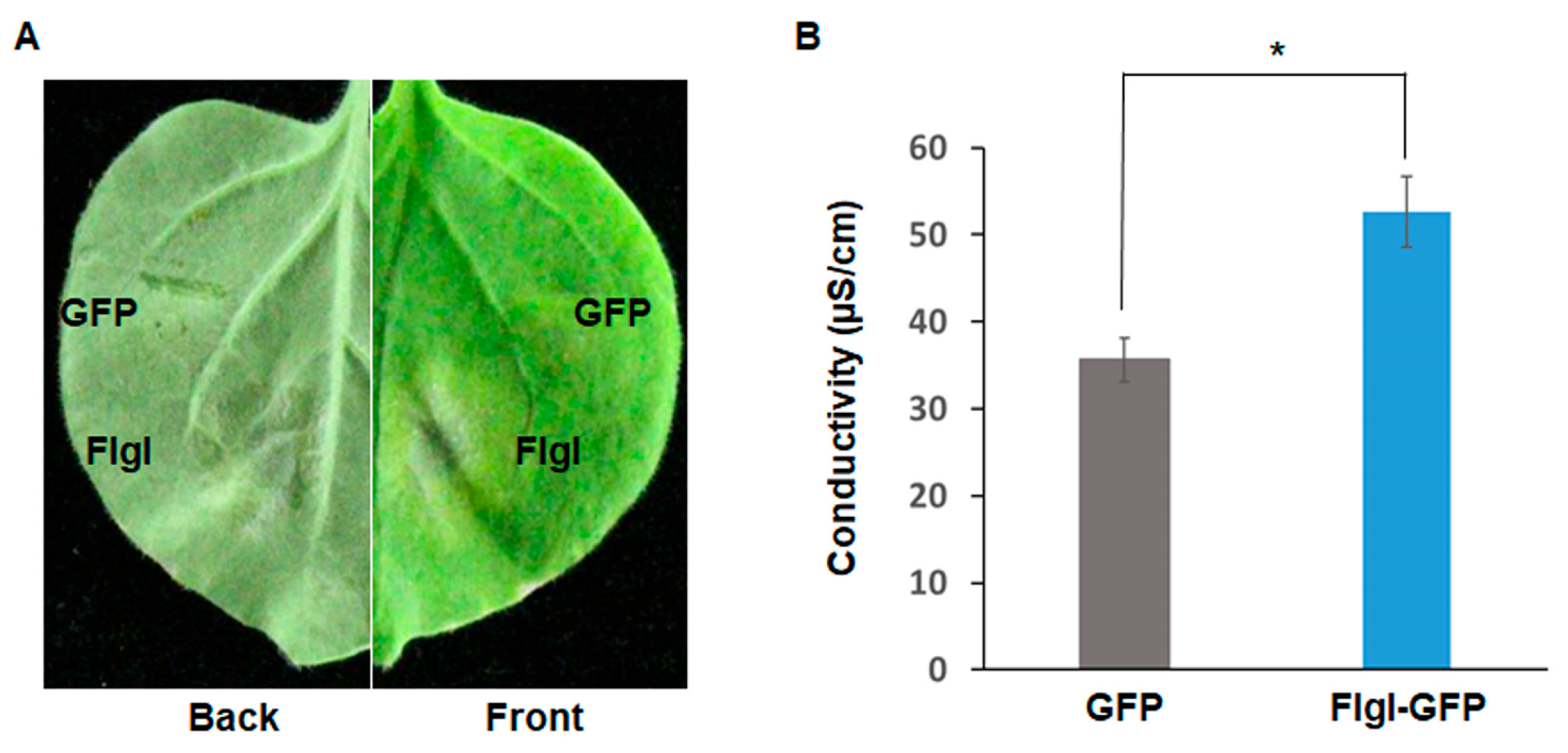 Plants 13 00318 g006