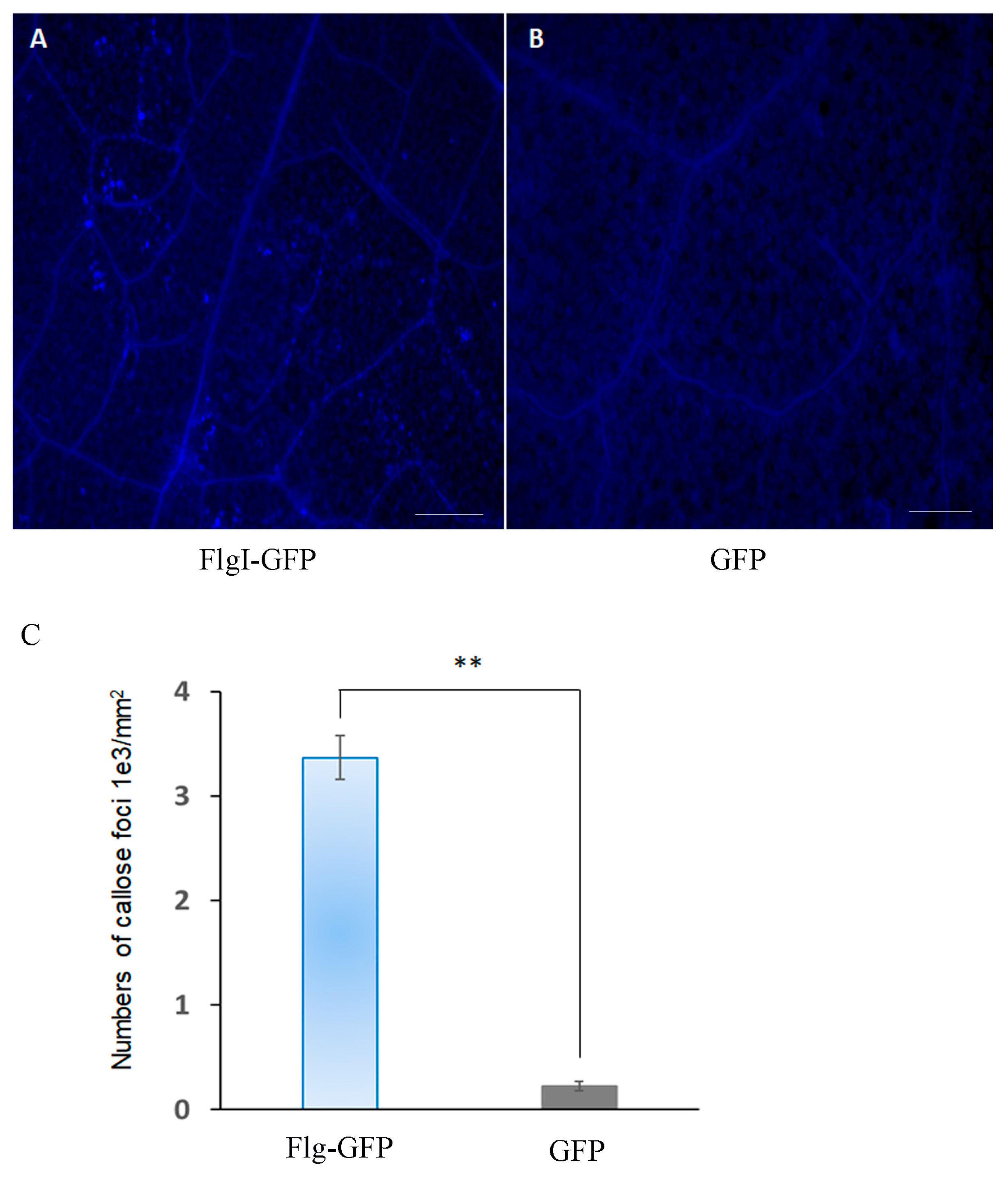 Plants 13 00318 g007
