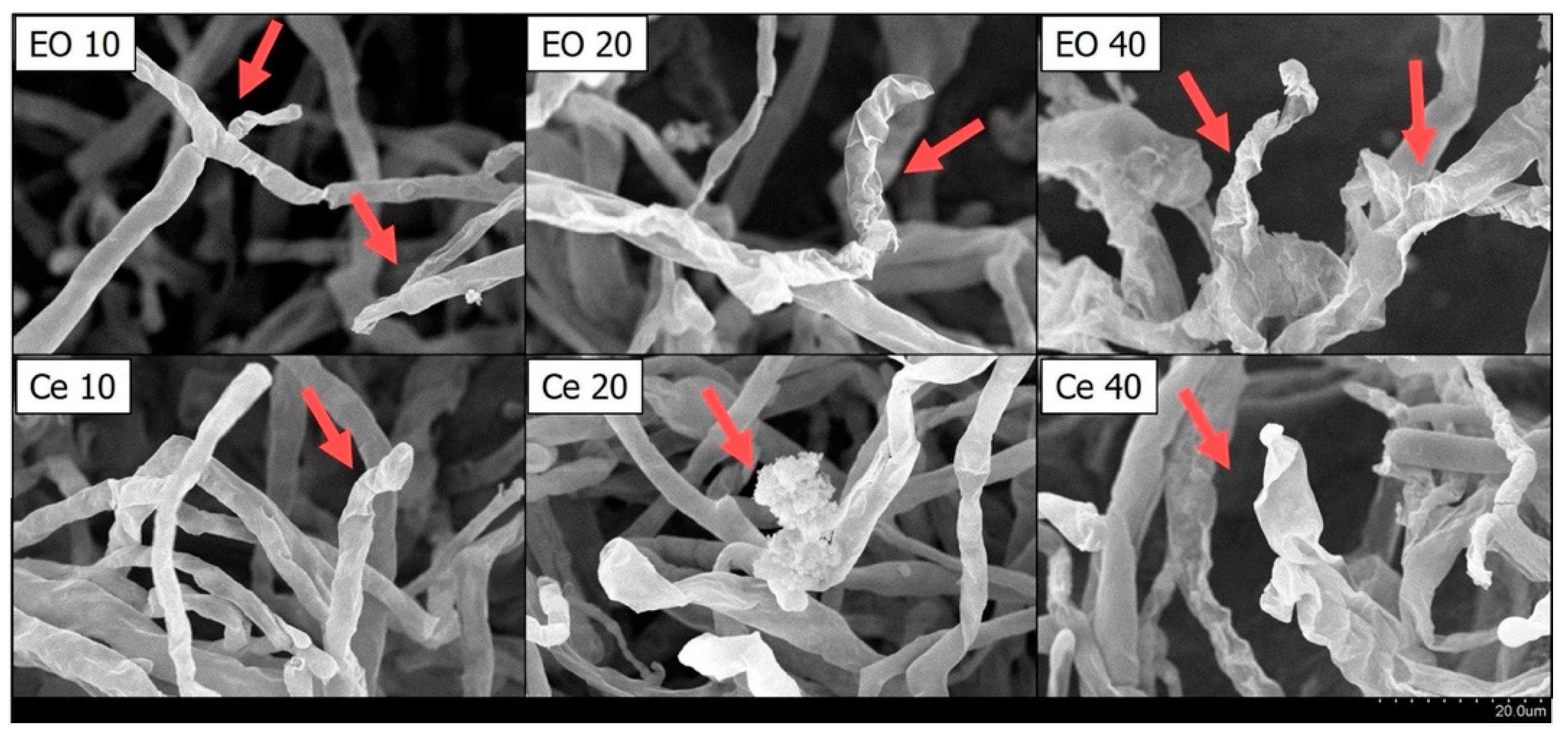 Plants 13 00321 g003