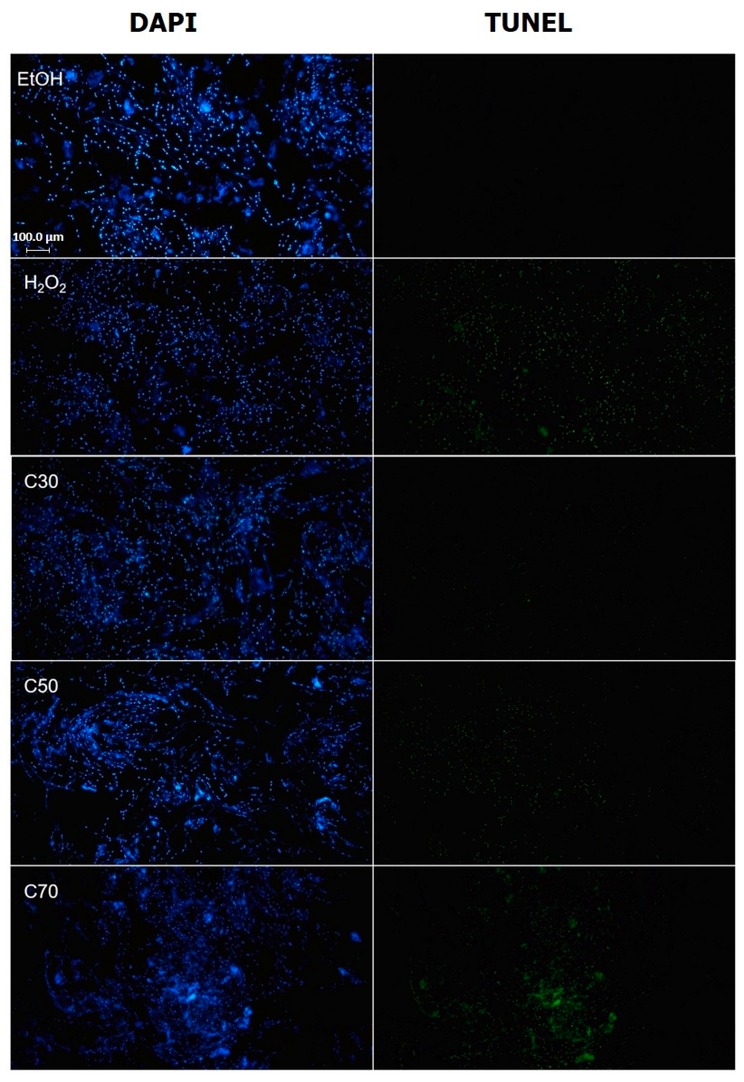 Plants 13 00321 g007