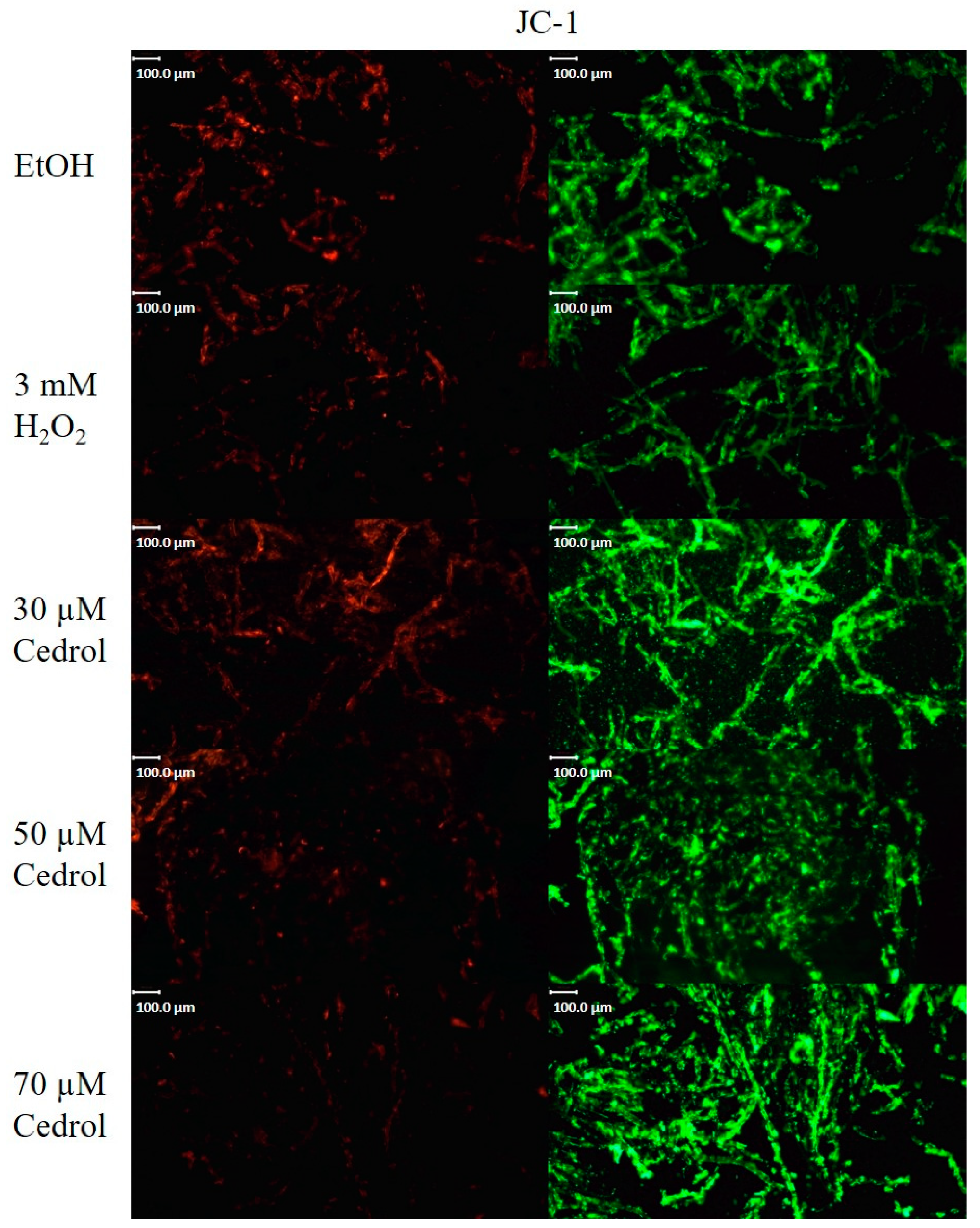 Plants 13 00321 g008